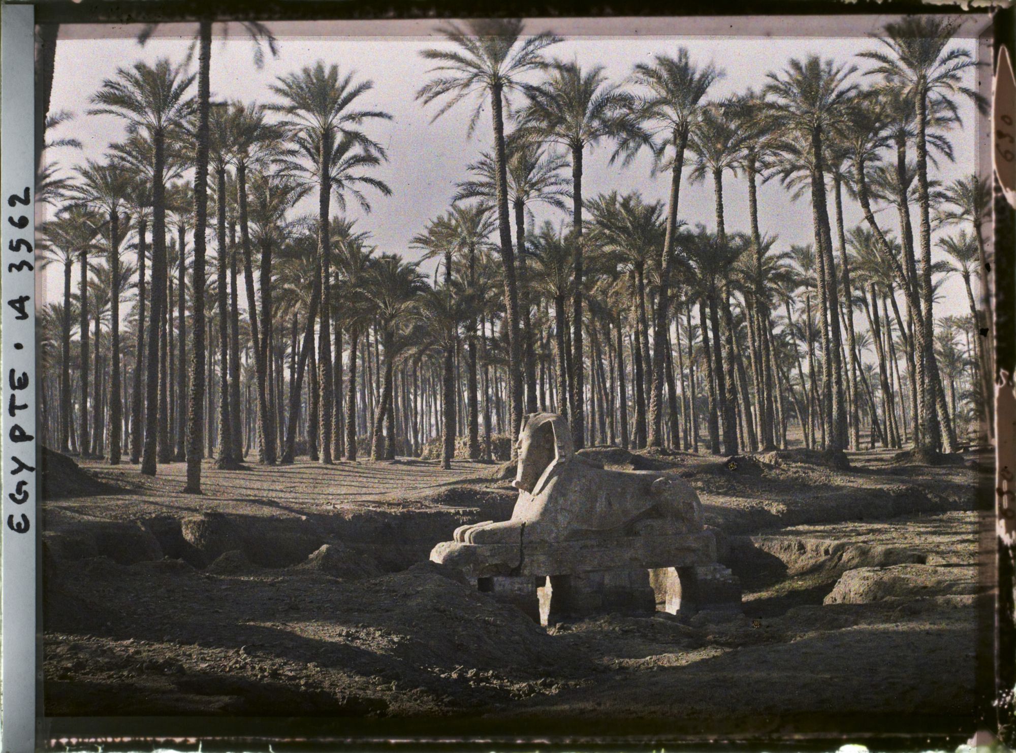 Image représentant Sphinx d'albâtre de Memphis au milieu des palmiers