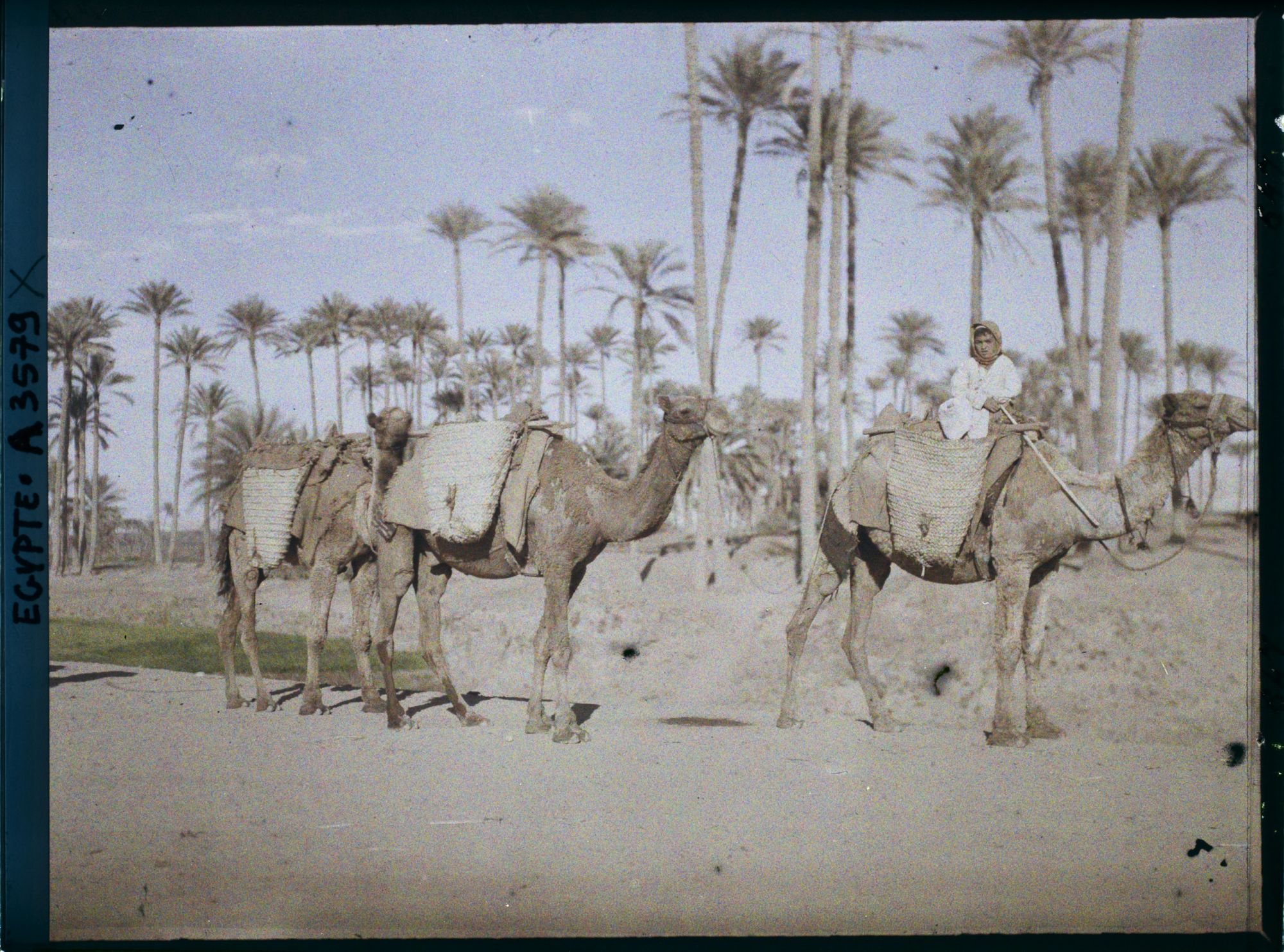 Image représentant Des chameaux sur la route, près du village de Badrashin