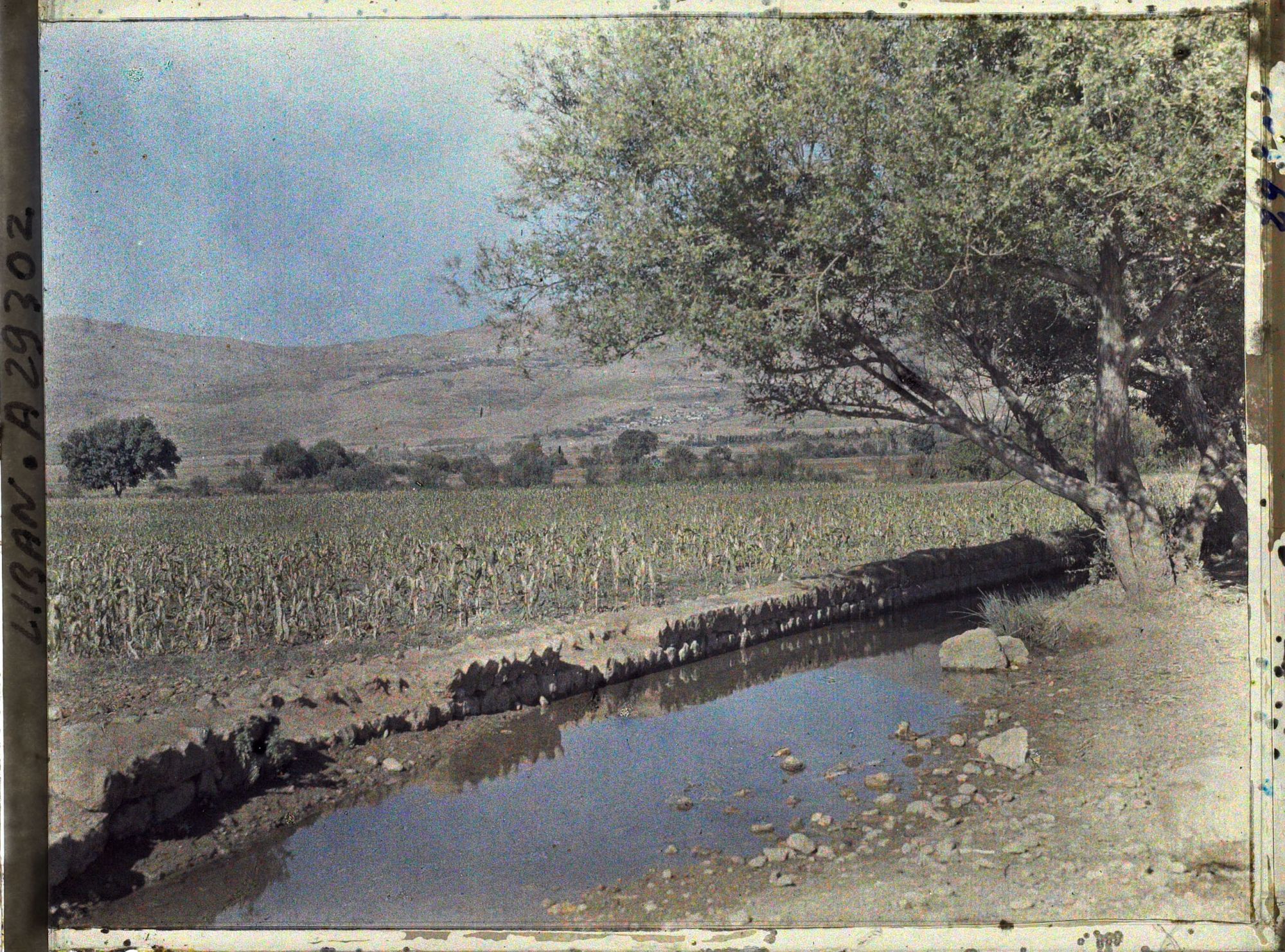 Image représentant Cultures de maïs