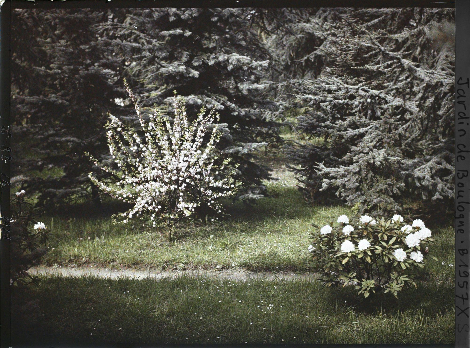 Image représentant Rhododendrons et cerisiers