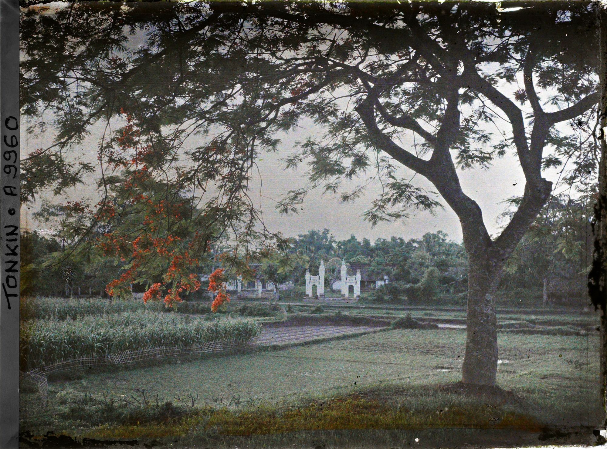 Image représentant Un paysage rural aux abords du village de papier, au premier plan un flamboyant en fleurs, à l'arrière-plan un temple (?)