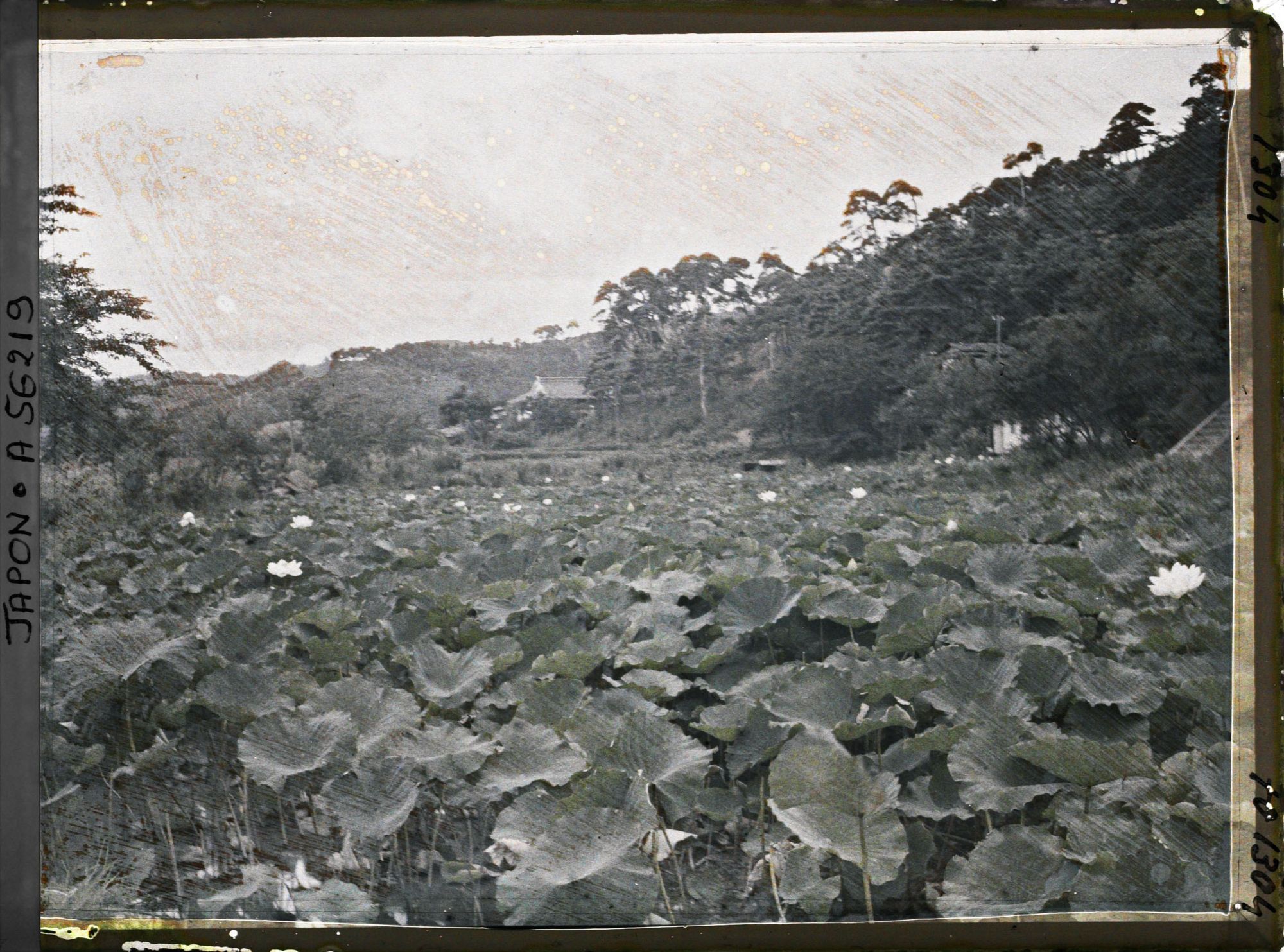 Image représentant Champ de lotus