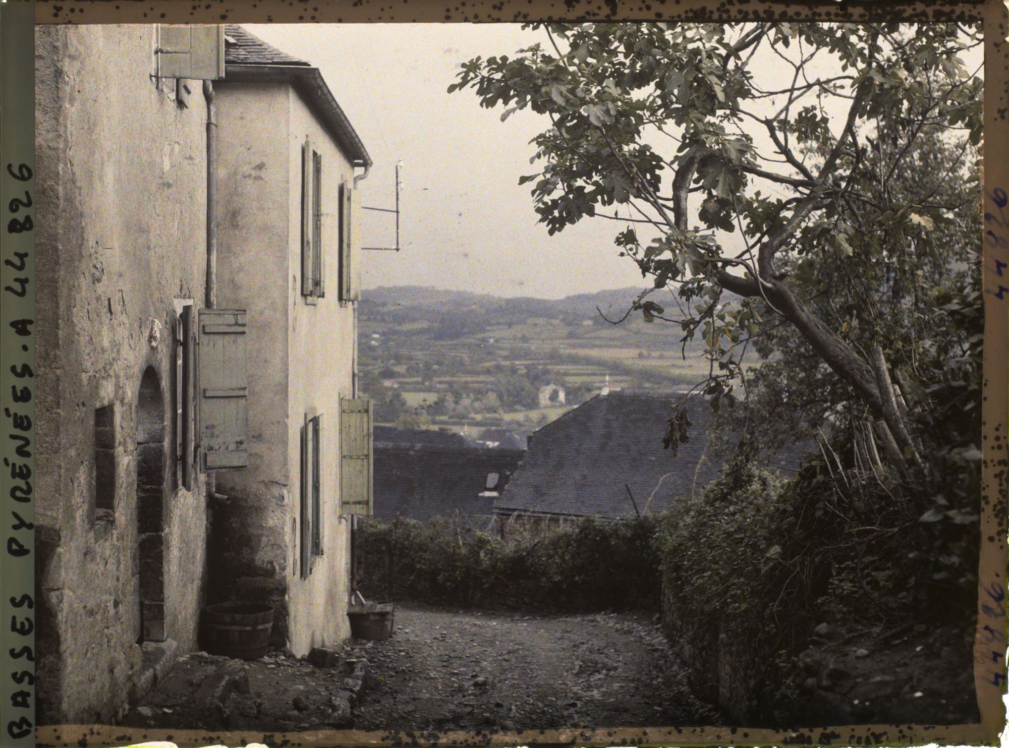 Image représentant France, Mauléon, Maison et figuier au dessus de Mauléon