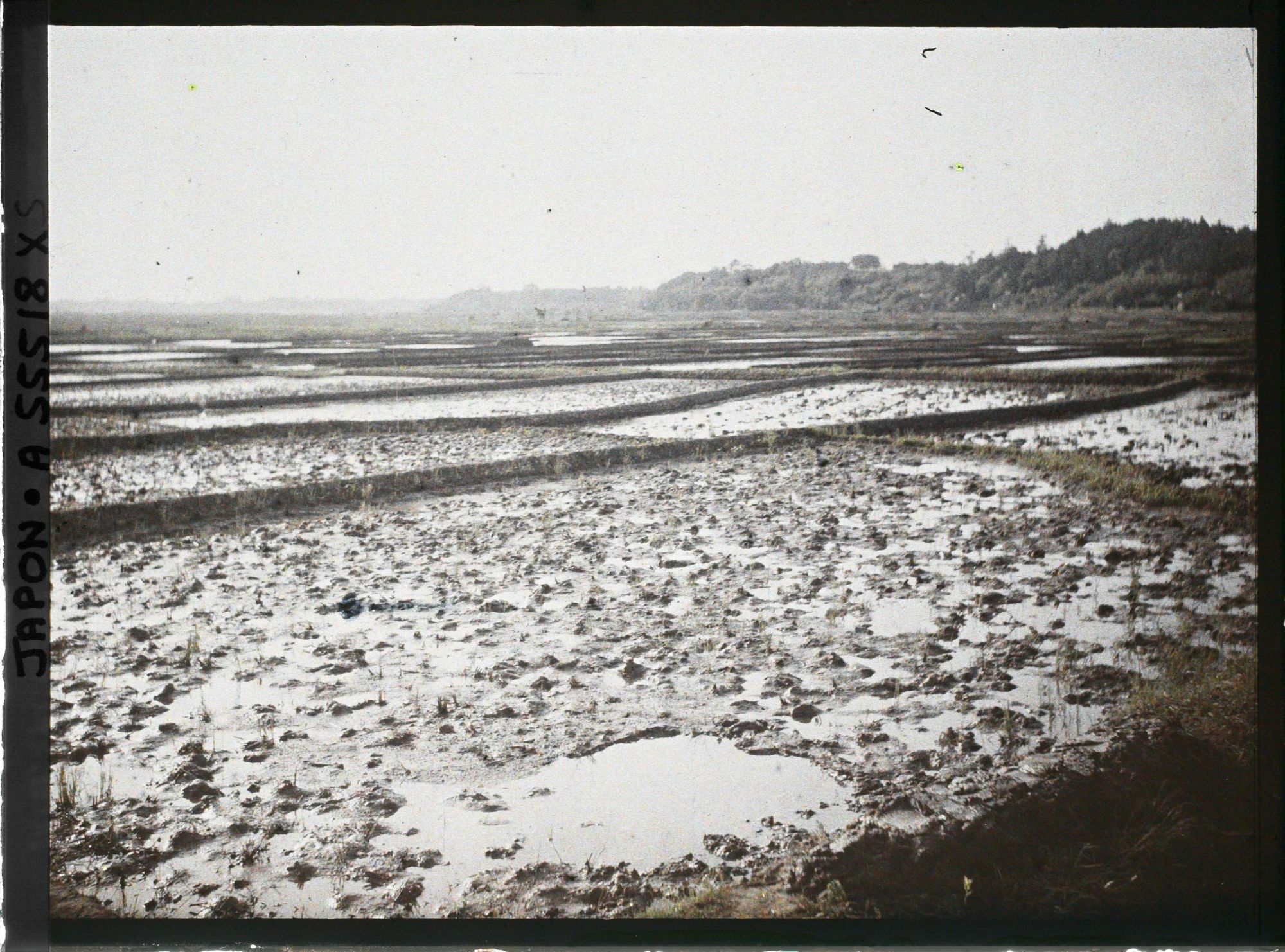 Image représentant Rizière inondée