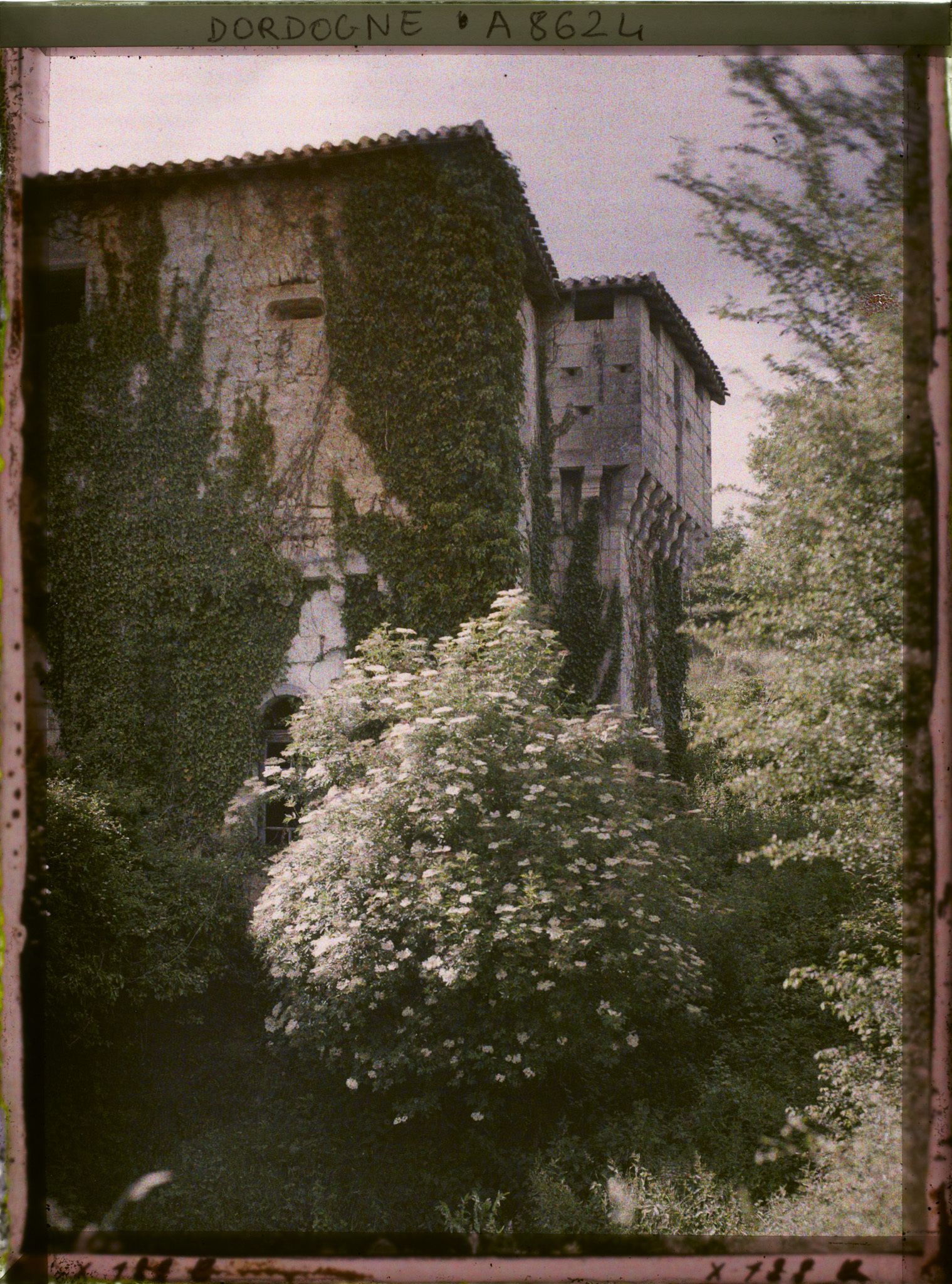 Image représentant France, Périgueux, Ancienne abbaye de Merlande tour d'angle et sureau fleuri