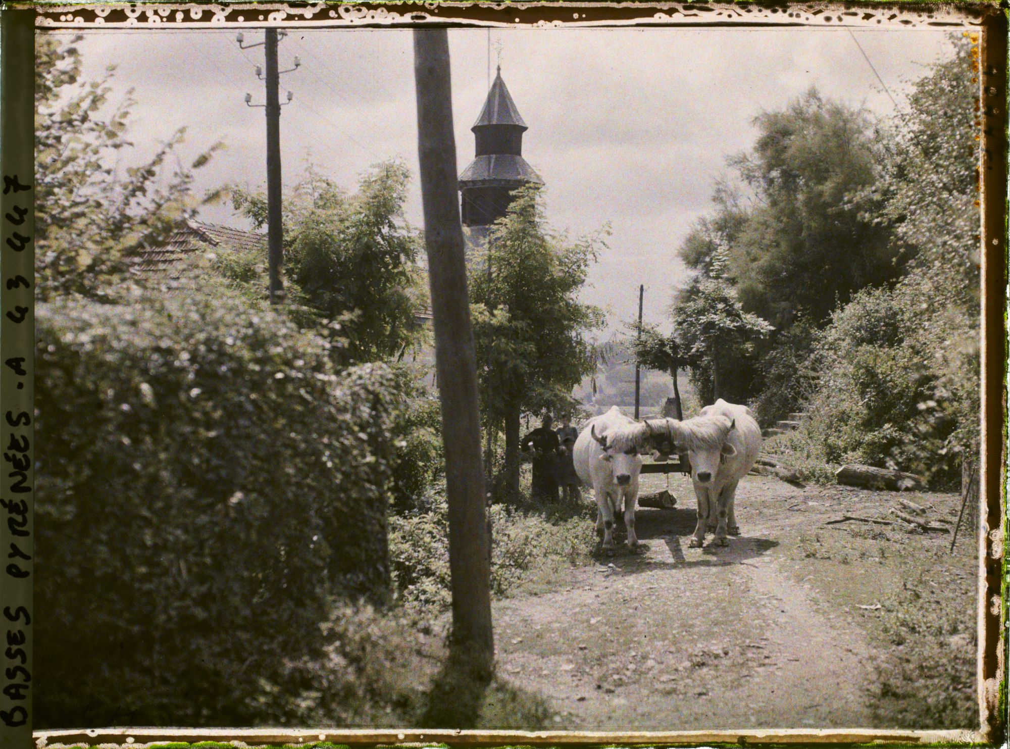 Image représentant France, Ciboure, Attelage de B?ufs