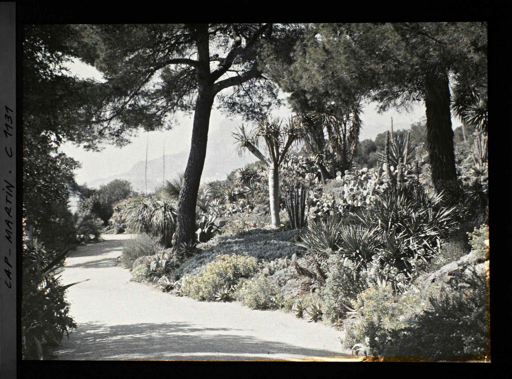 Image représentant le Jardin vue vers Mte Carlo