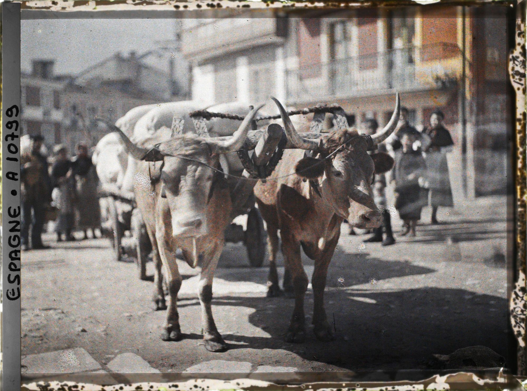 Image représentant Deux boeufs attelés