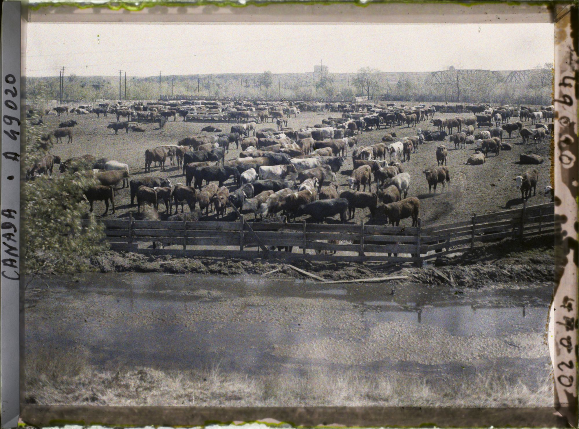 Image représentant Canada, Calgary, Stockyards - Parc à Bétail