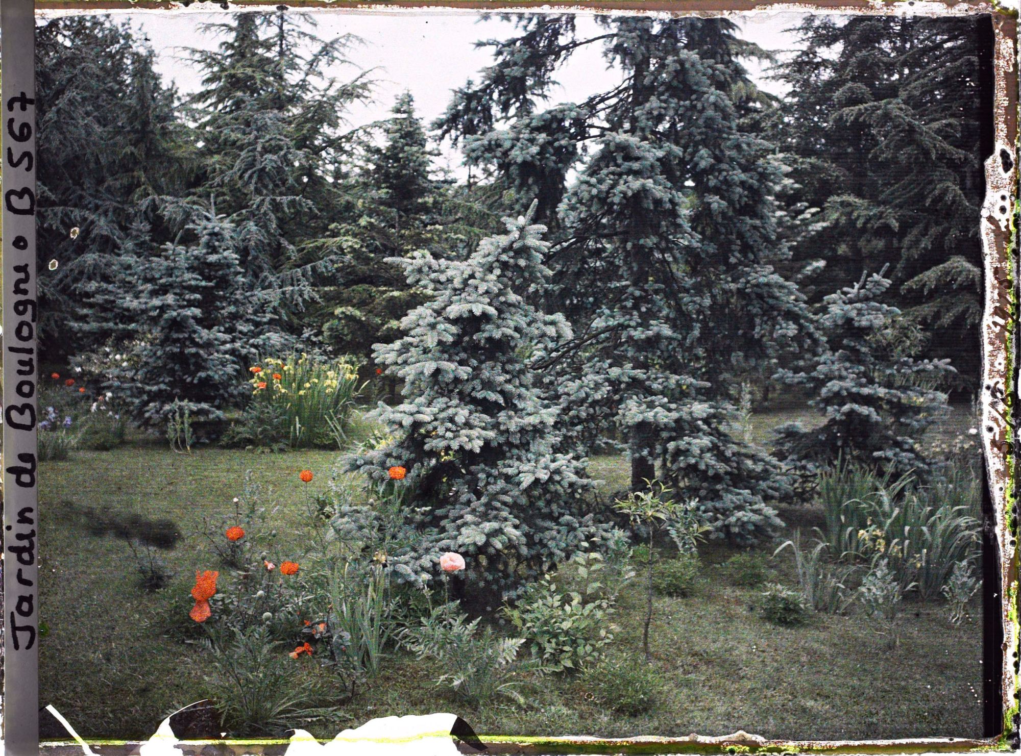 Image représentant Massifs fleuris au pied des conifères de la forêt bleue