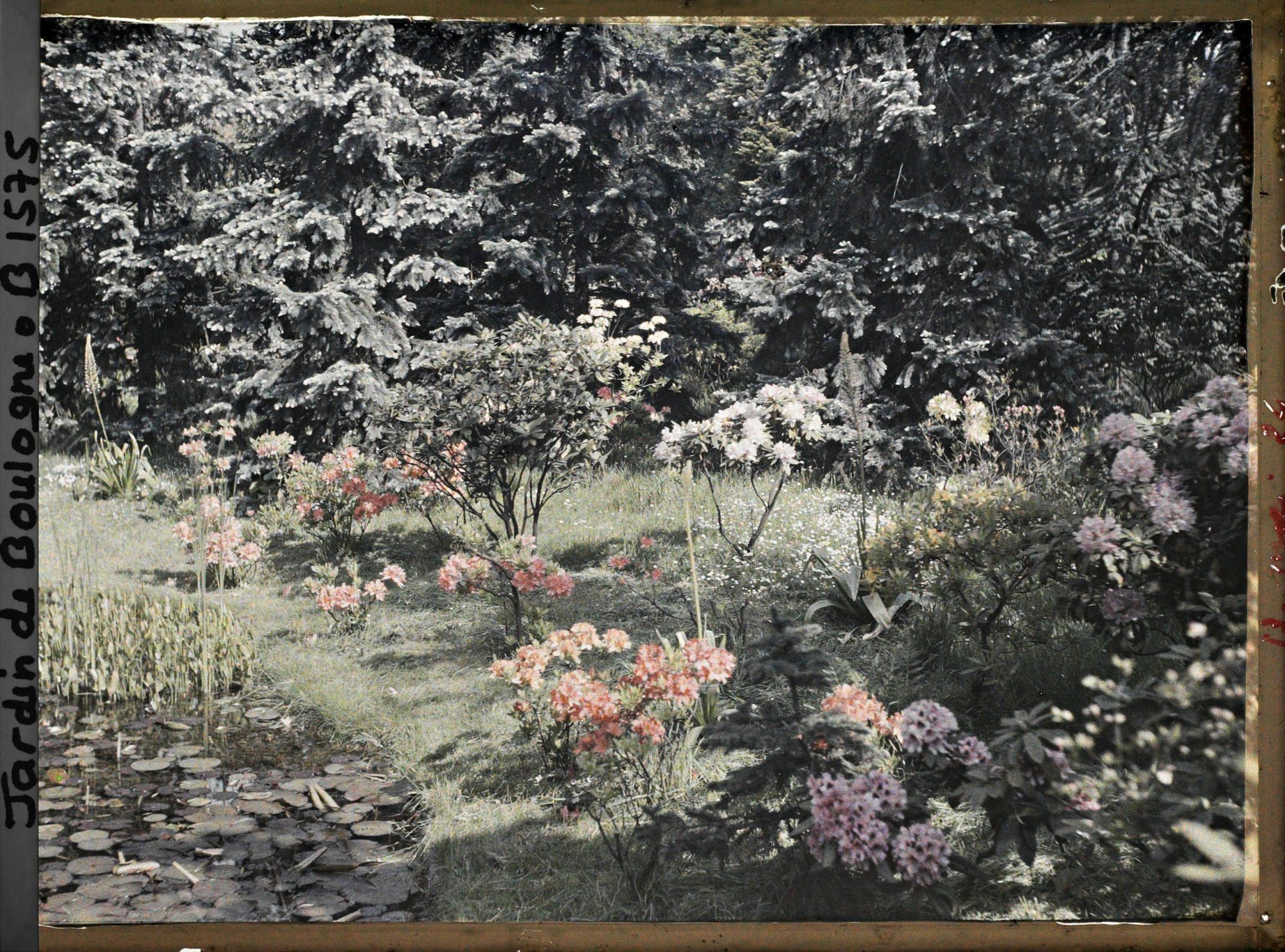 Image représentant Borde de l'étang dans le marais