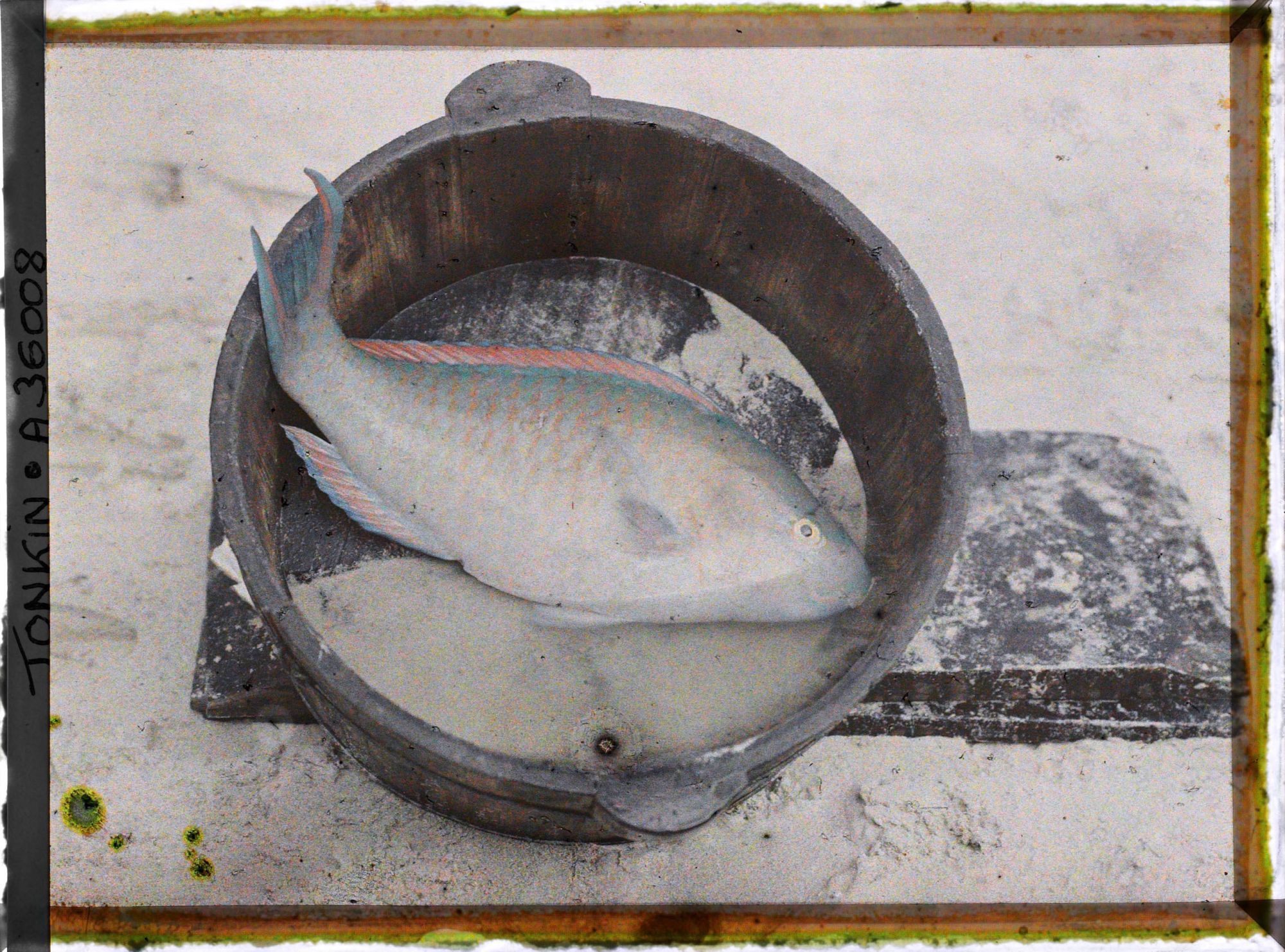 Image représentant Un poisson-perroquet