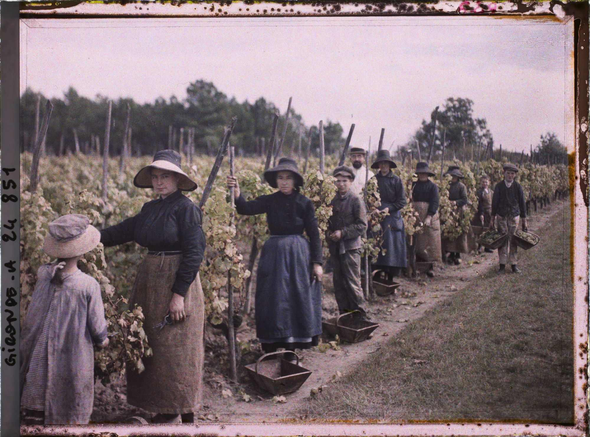 Image représentant Les vendangeurs, hommes et femmes