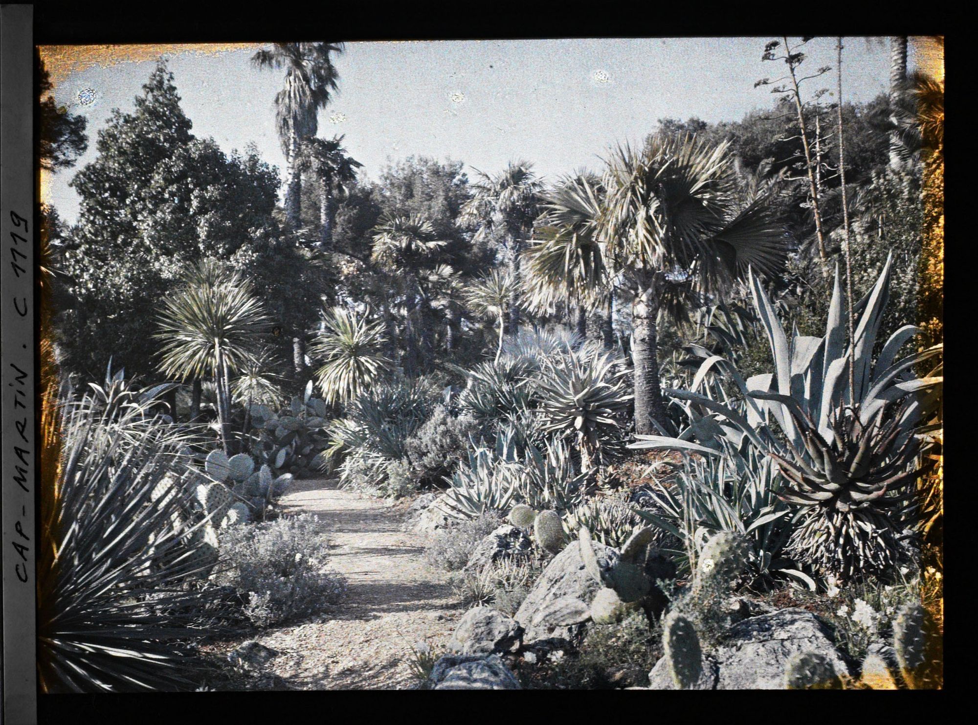 Image représentant le Jardin palmiers