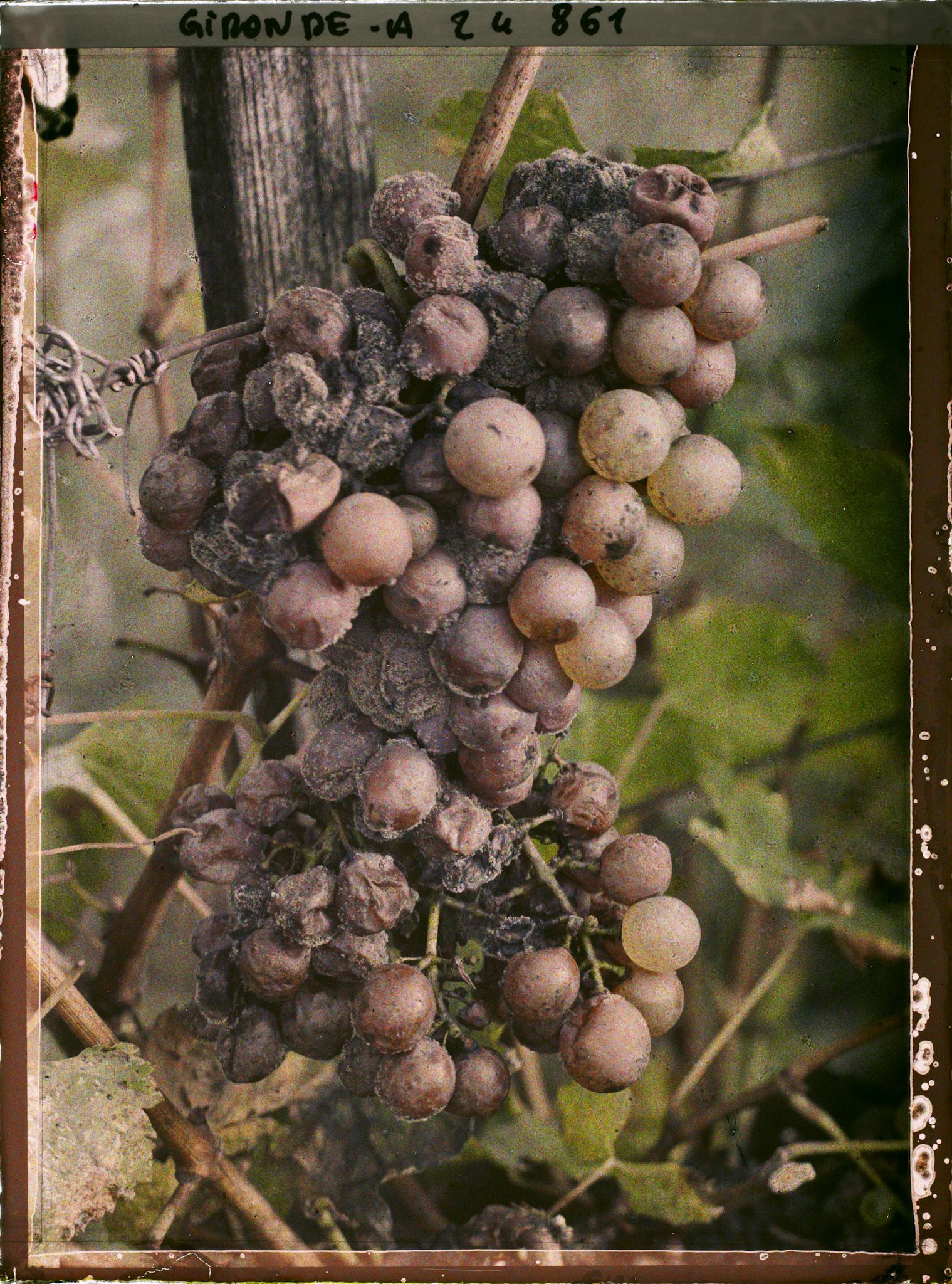 Image représentant Cépage blanc dit Sémillon