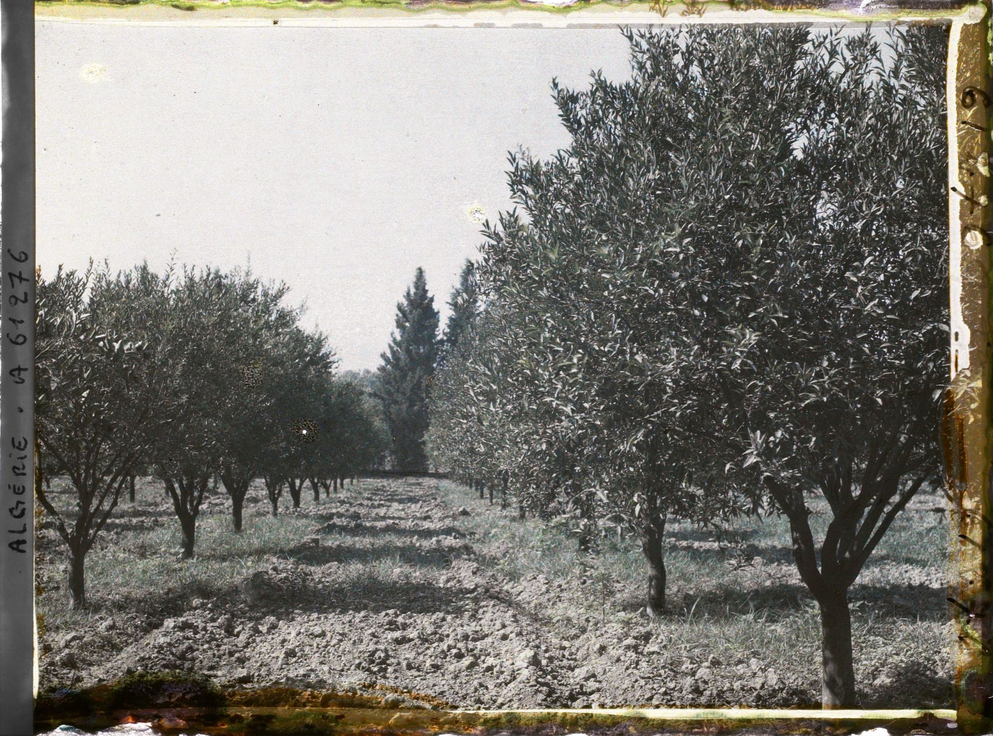 Image représentant Plantation d'orangers et de mandariniers