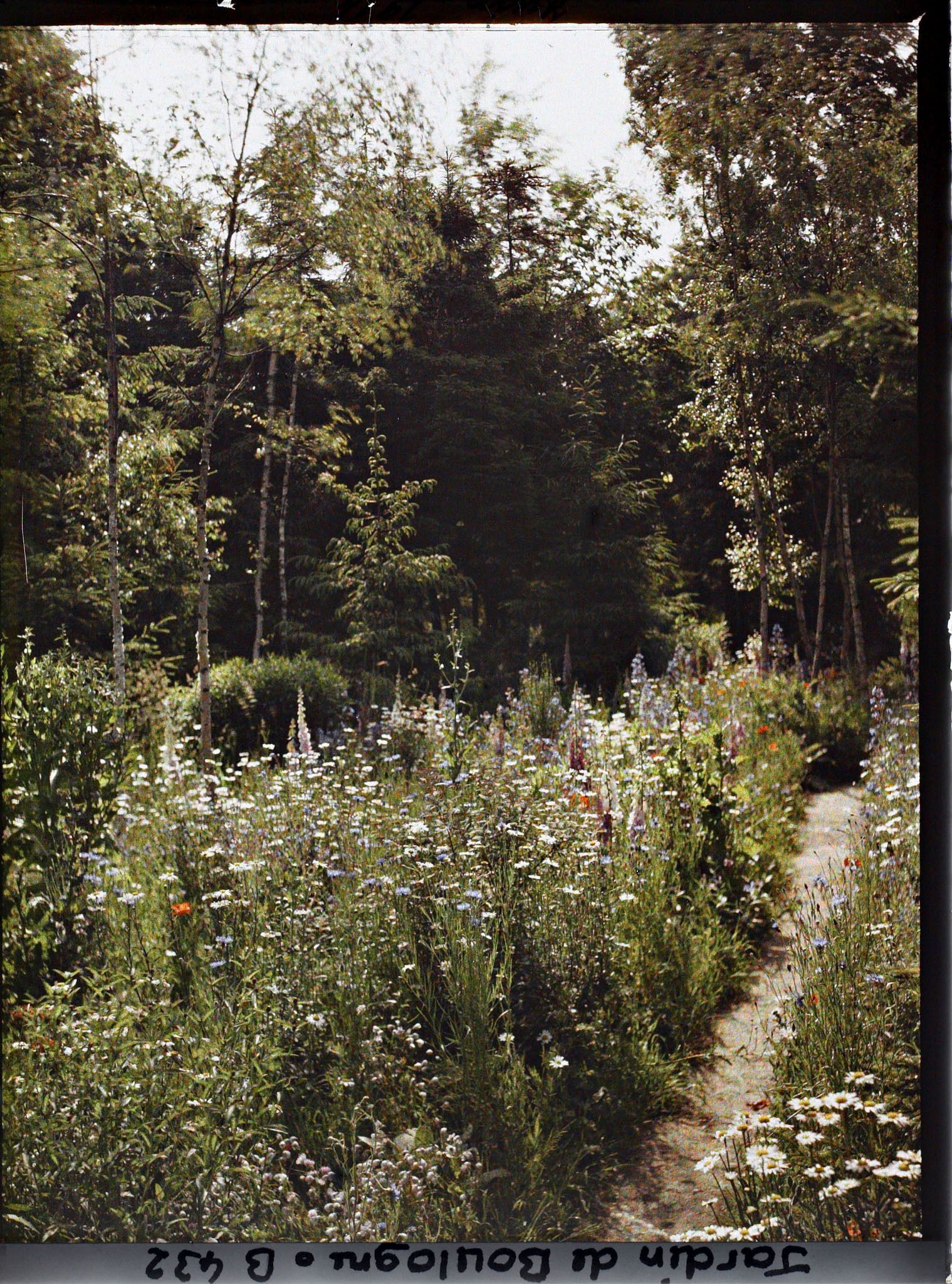 Image représentant La prairie en fleurs au coeur de la forêt dorée