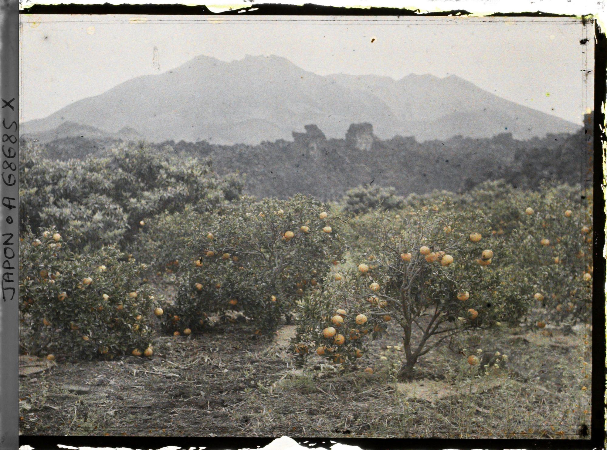 Image représentant Culture d'agrumes au pied du Sakurajima
