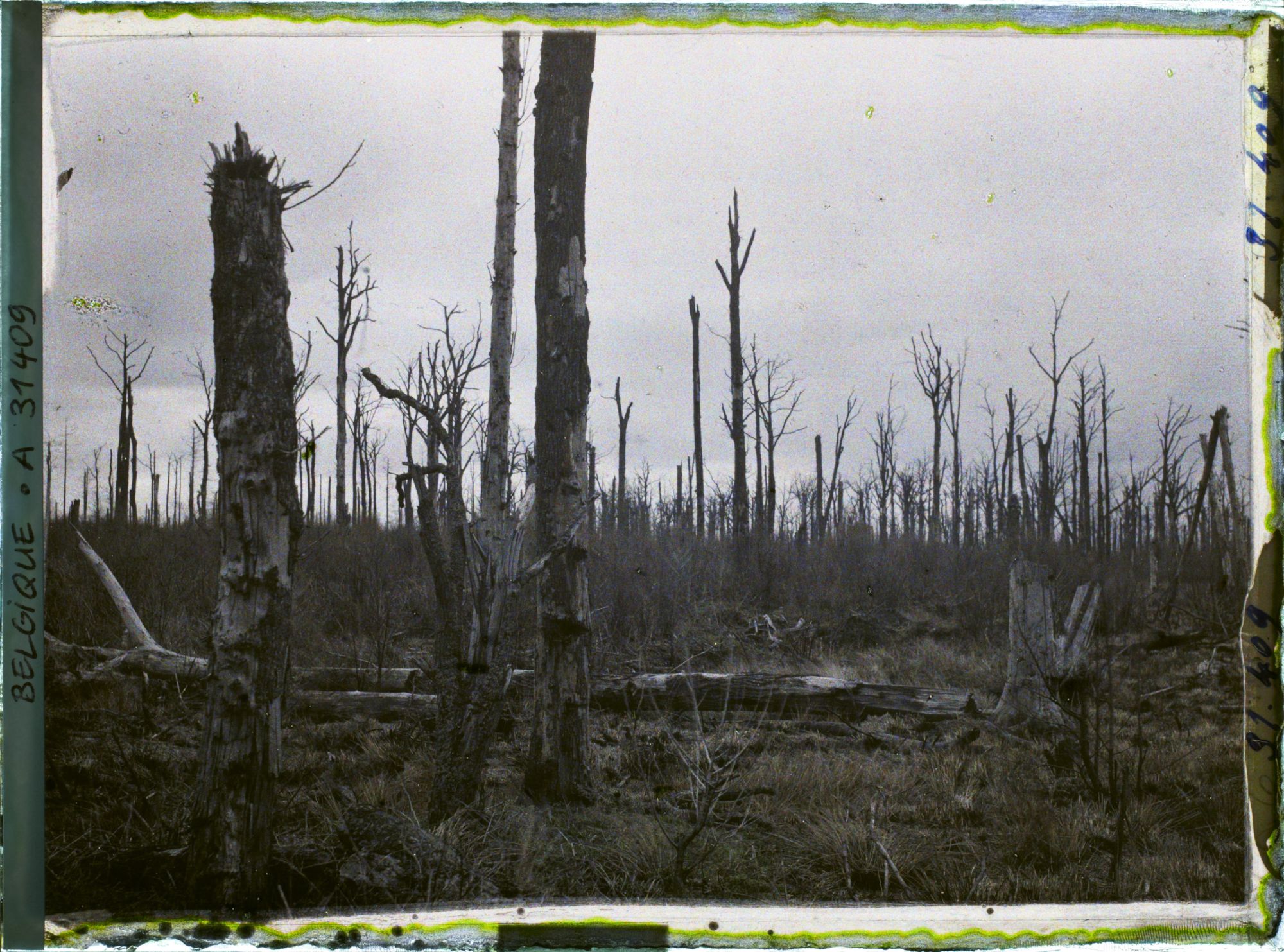 Image représentant Belgique, Forêt d' Houtuhlsd, Forêt d' Houtuhlsd; Autre aspect de la forêt