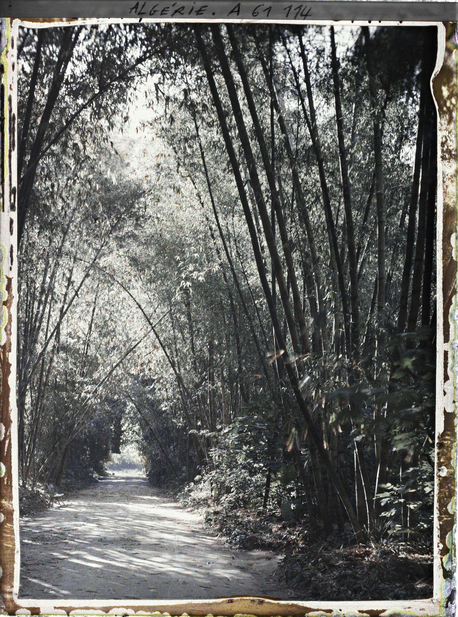 Image représentant Allée des Bambous dans le jardin d'Essais