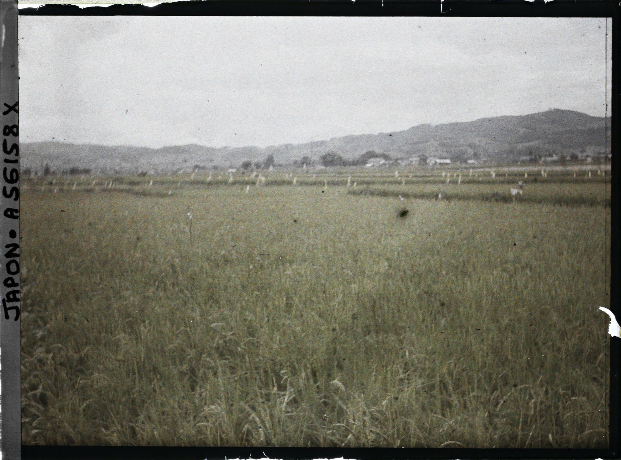 Image représentant Rizière