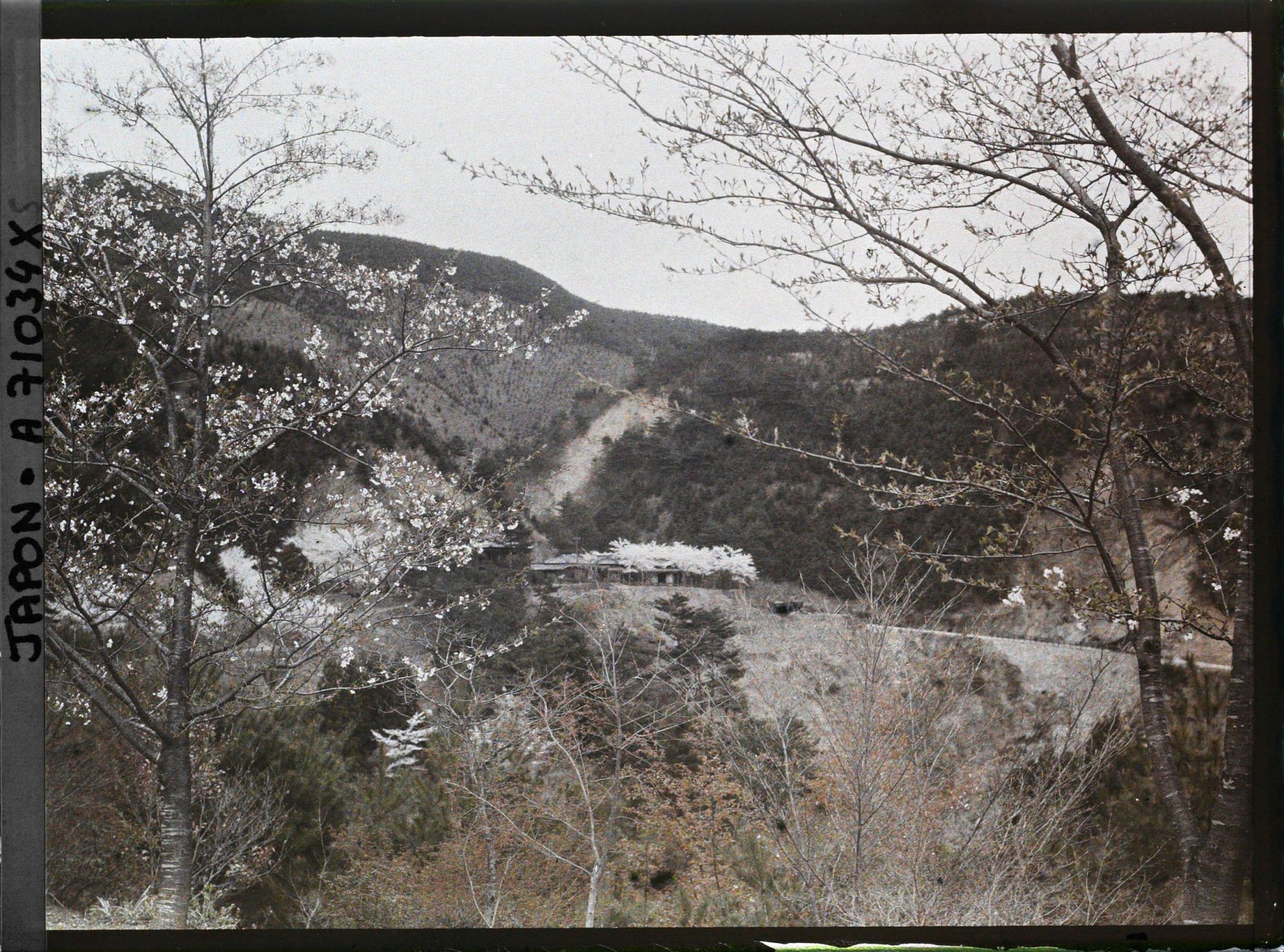 Image représentant Cerisiers en fleurs et paysages de montagne