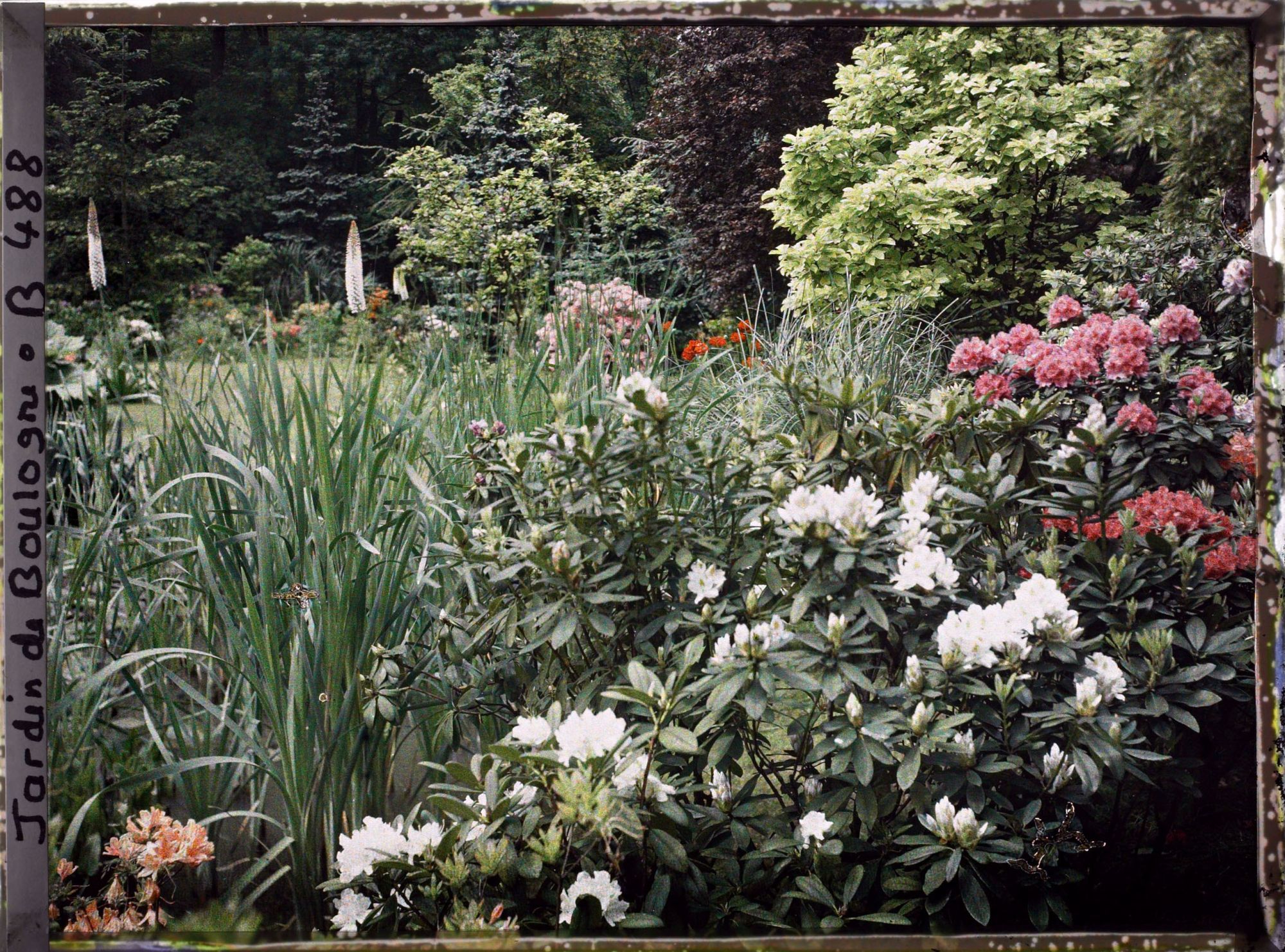 Image représentant Buissons d'azalées et de rhododendrons fleuris longeant le nord-est du marais