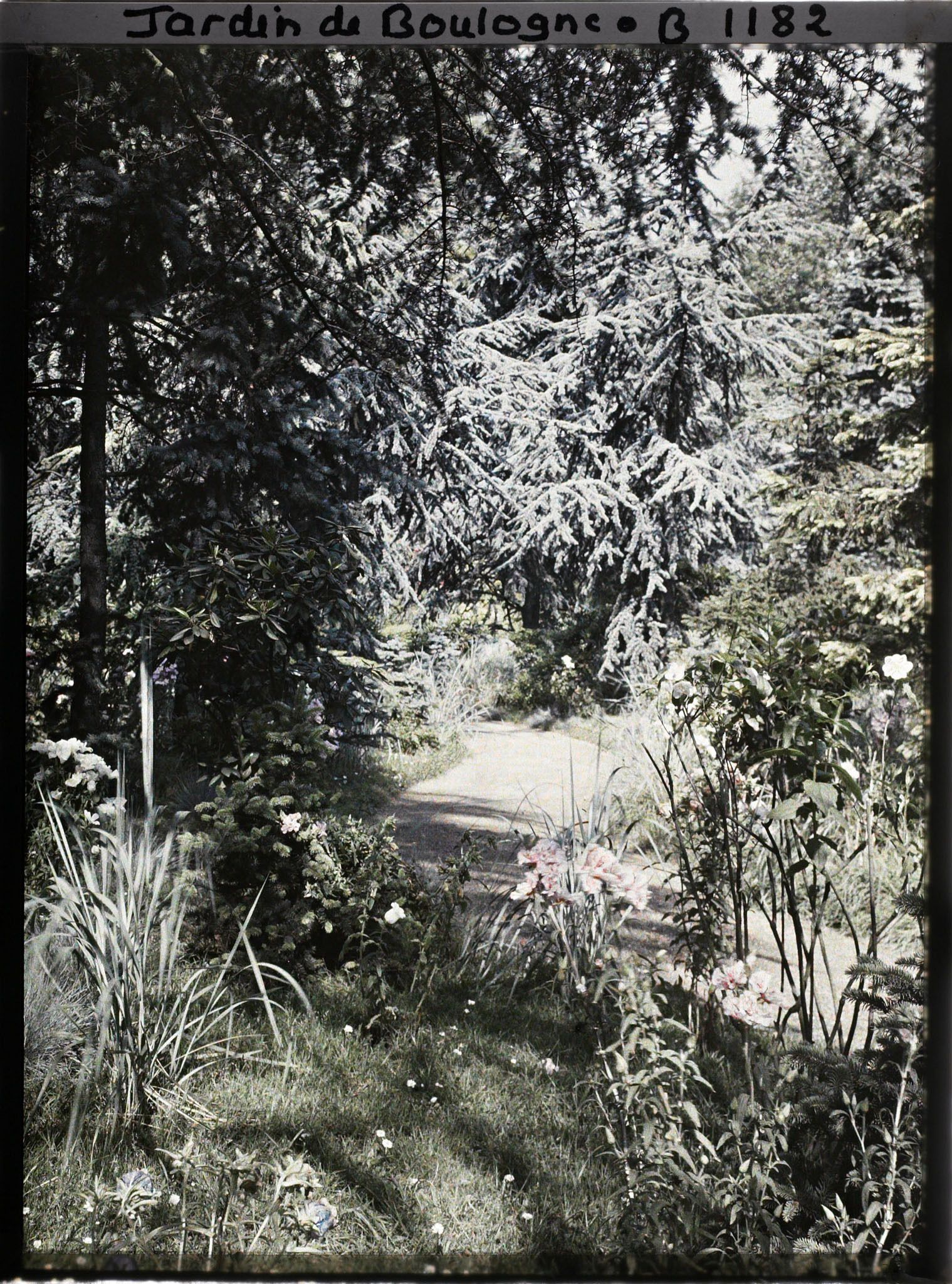 Image représentant La forêt bleue à proximité du laboratoire