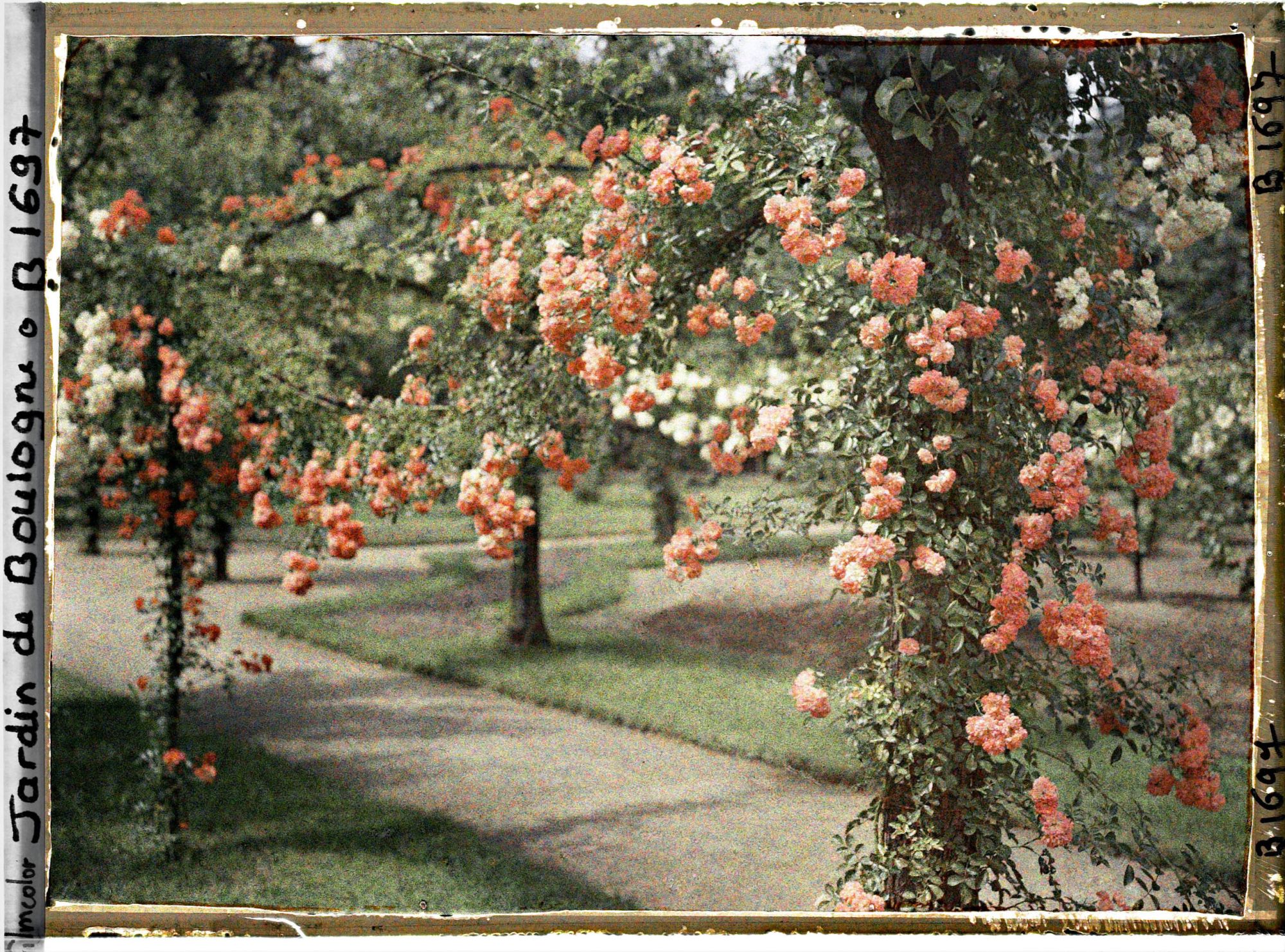 Image représentant Ornementation de roses au nord-ouest du verger-roseraie, non loin de la dépendance ?