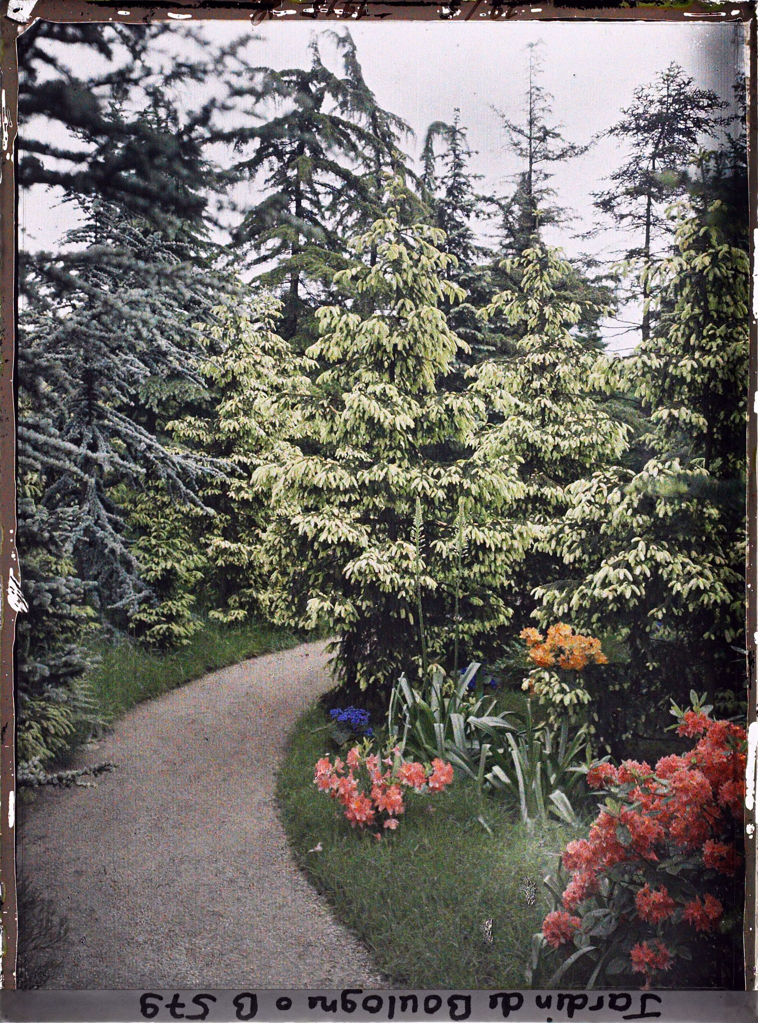 Image représentant Buissons d'azalées et de rhododendrons en fleurs longeant un chemin menant de la forêt bleue à la forêt dorée