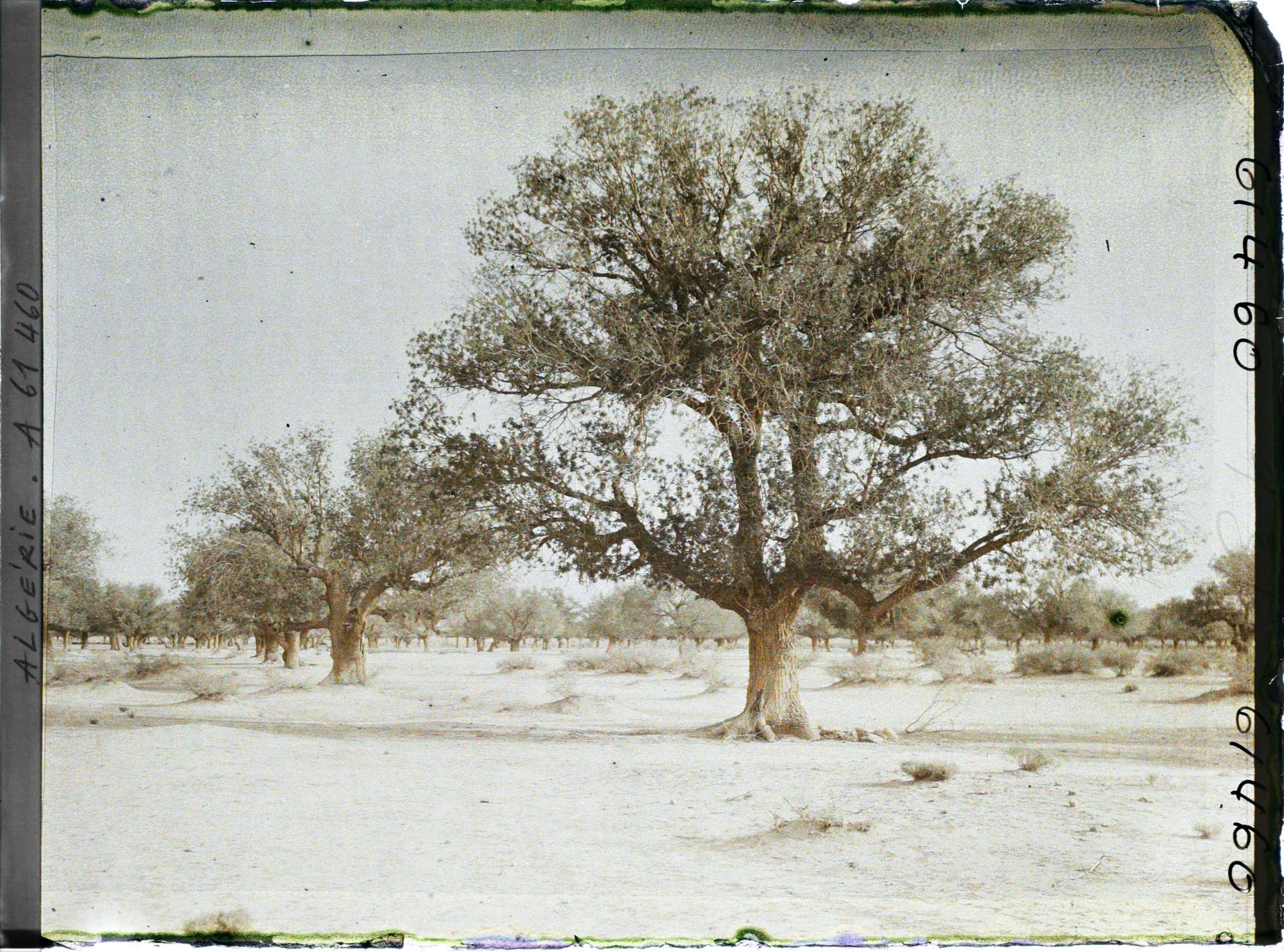 Image représentant Pistachiers térébinthes dans la daya