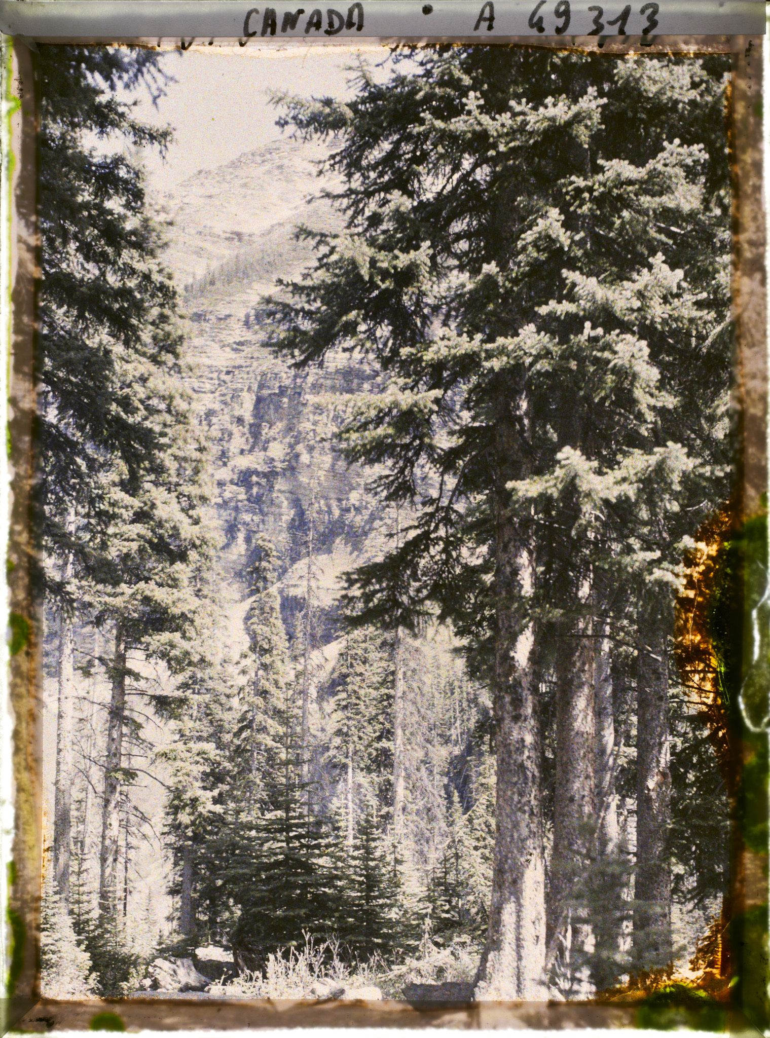 Image représentant Canada, Lac Louise, Echappée dans la Forêt