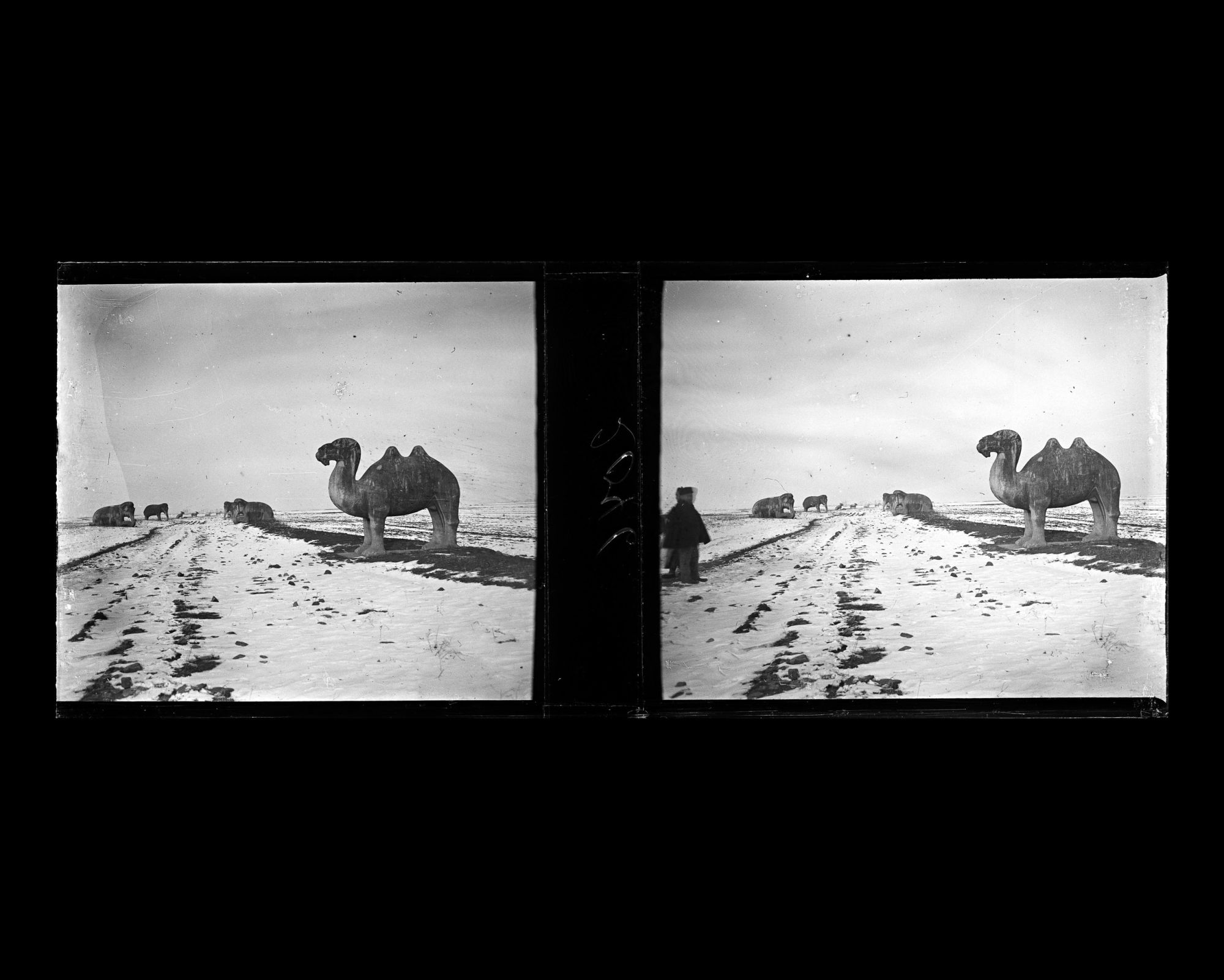 Image représentant Ming Shisanling ("Treize Tombeaux des Ming"). L'un des deux chameaux debout de l'allée des statues