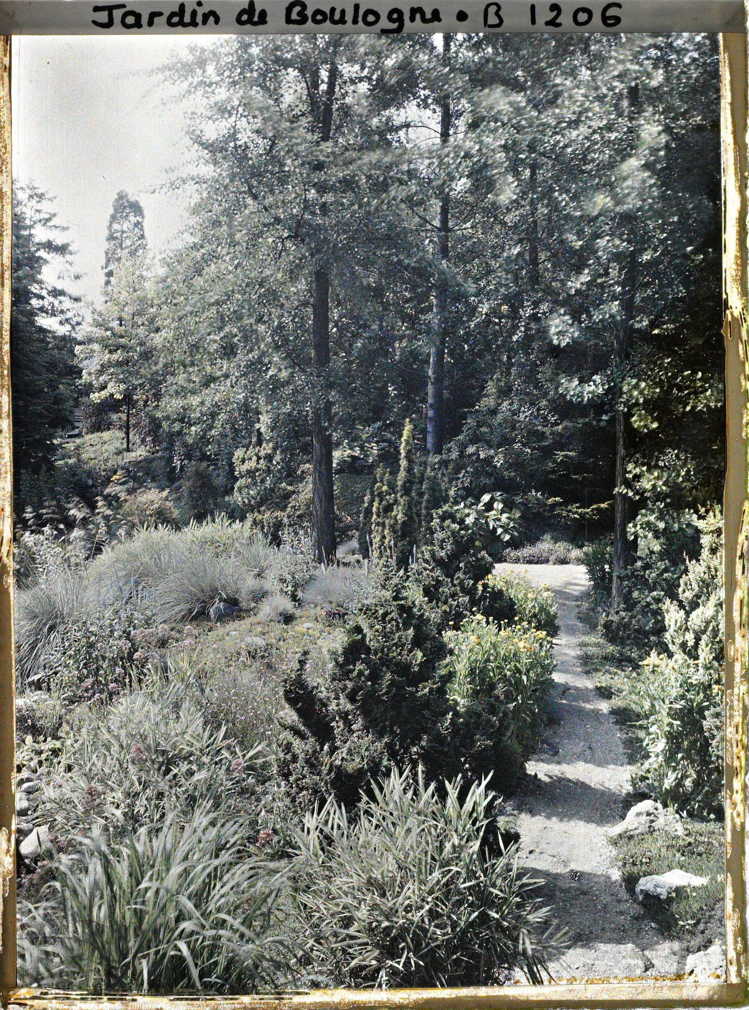 Image représentant Groupe d'arbres au bout d'un chemin du " jardin chinois ", longeant un espace pierreux et herbacé