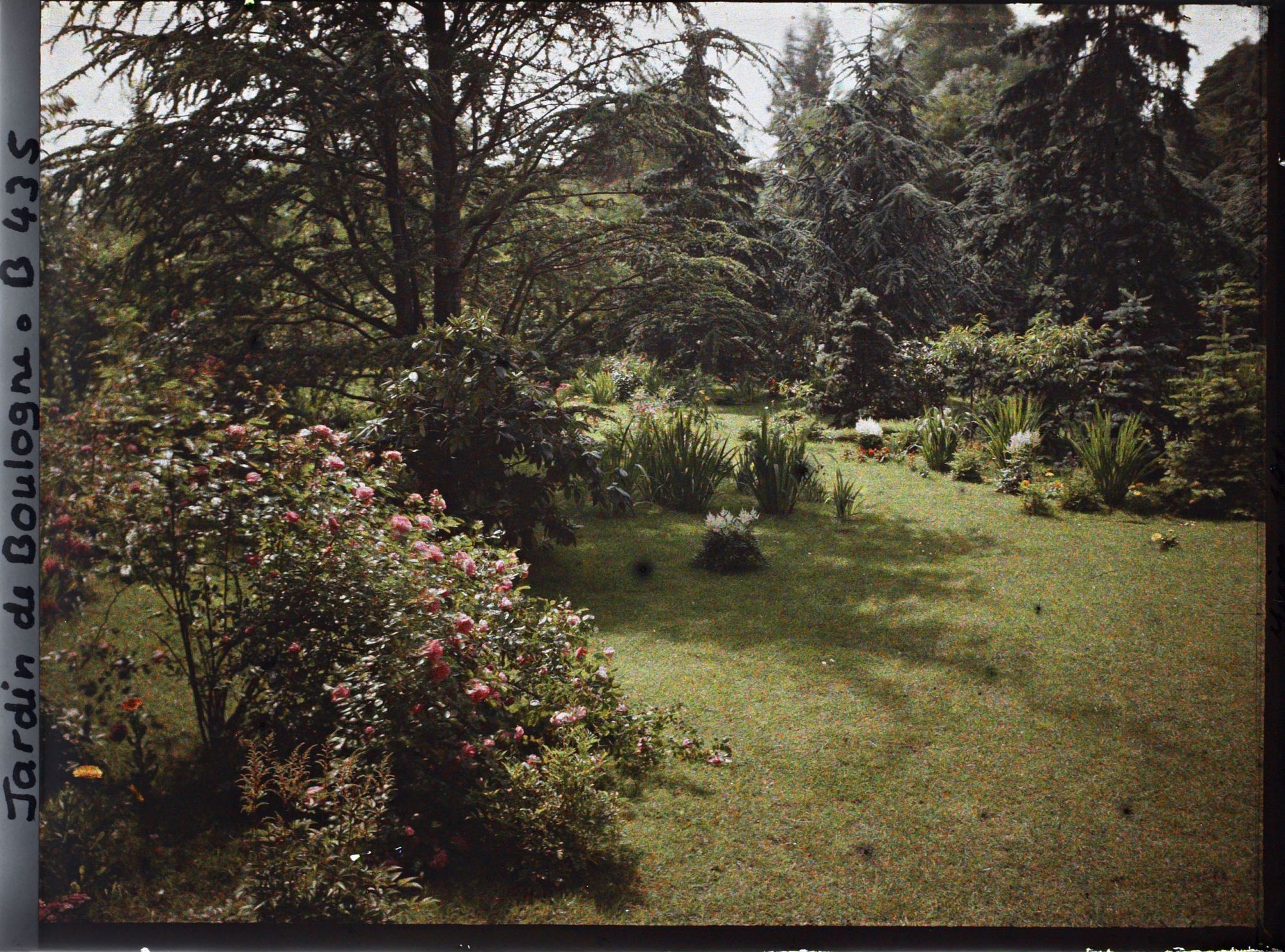 Image représentant Buissons de rosiers et autres végétaux en fleurs au pied des conifères de la forêt bleue