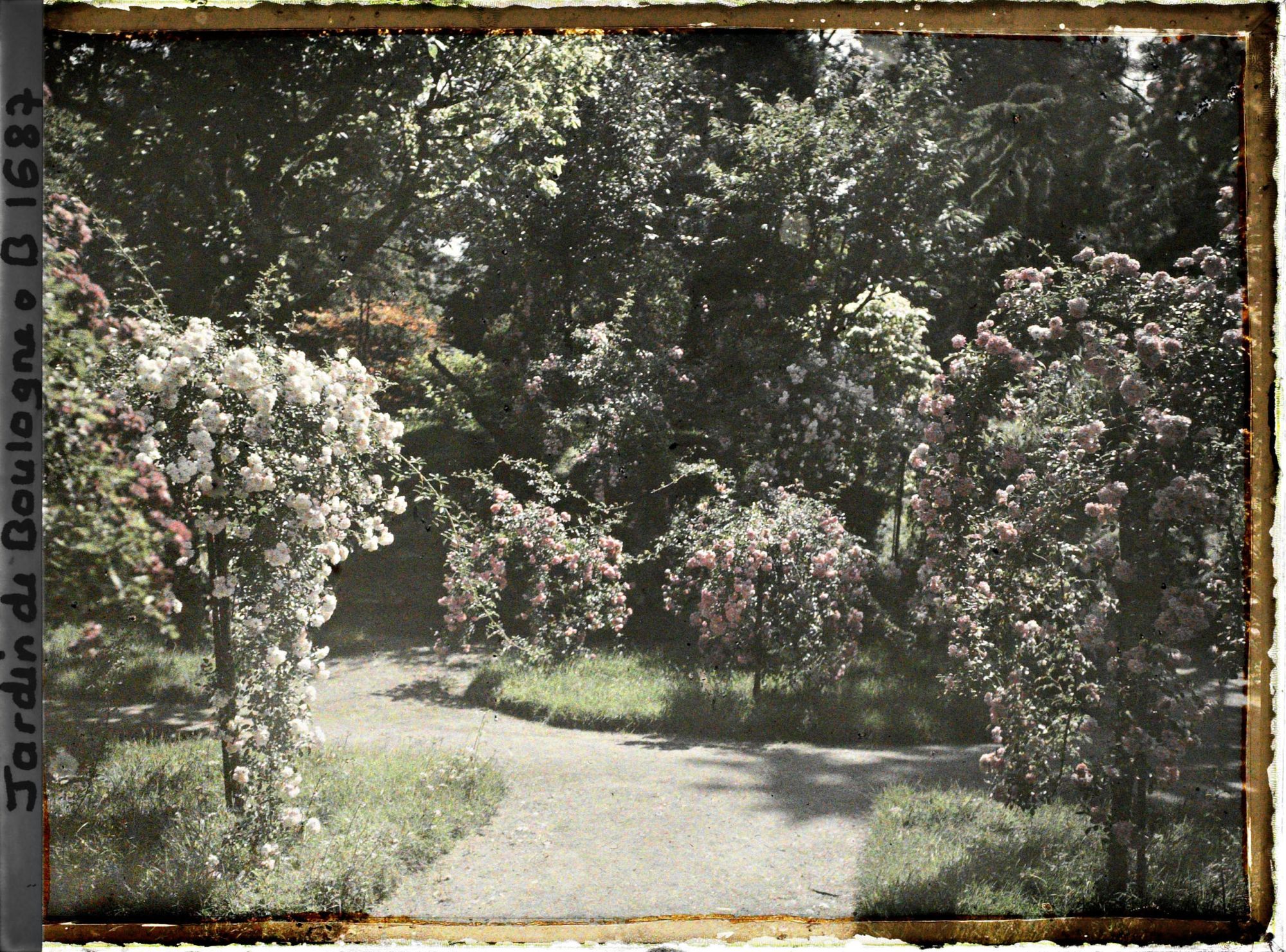 Image représentant Rosiers en fleurs situés à l'est du verger-roseraie, au bout d'une allée menant au jardin japonais