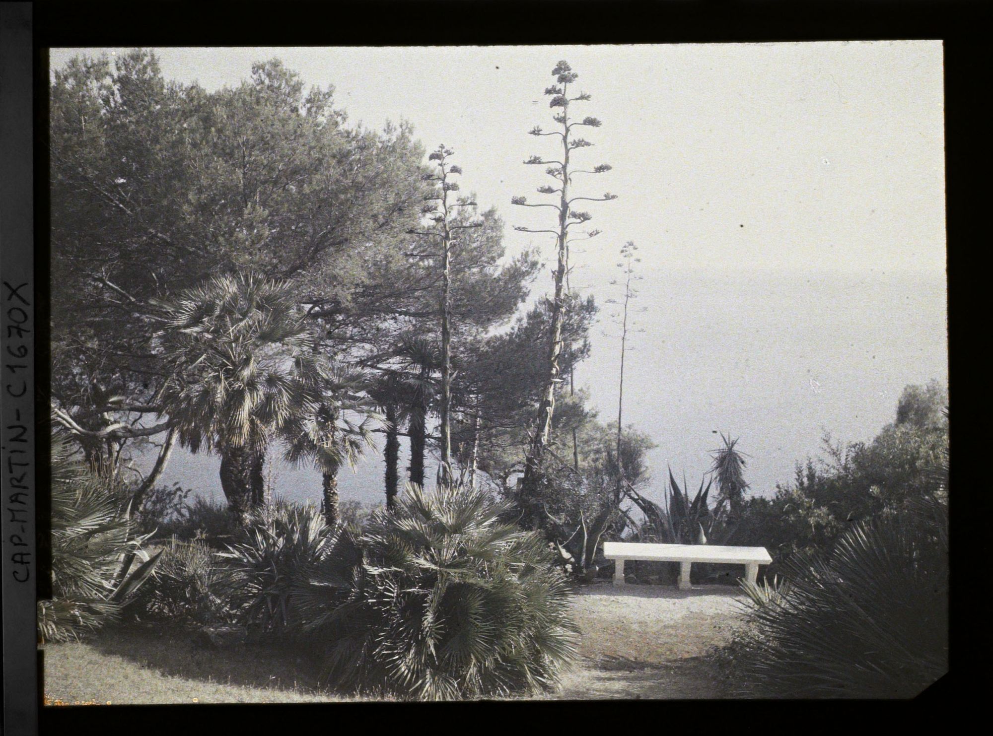 Image représentant Banc en partie basse du jardin de la villa Miramar qui domine la mer