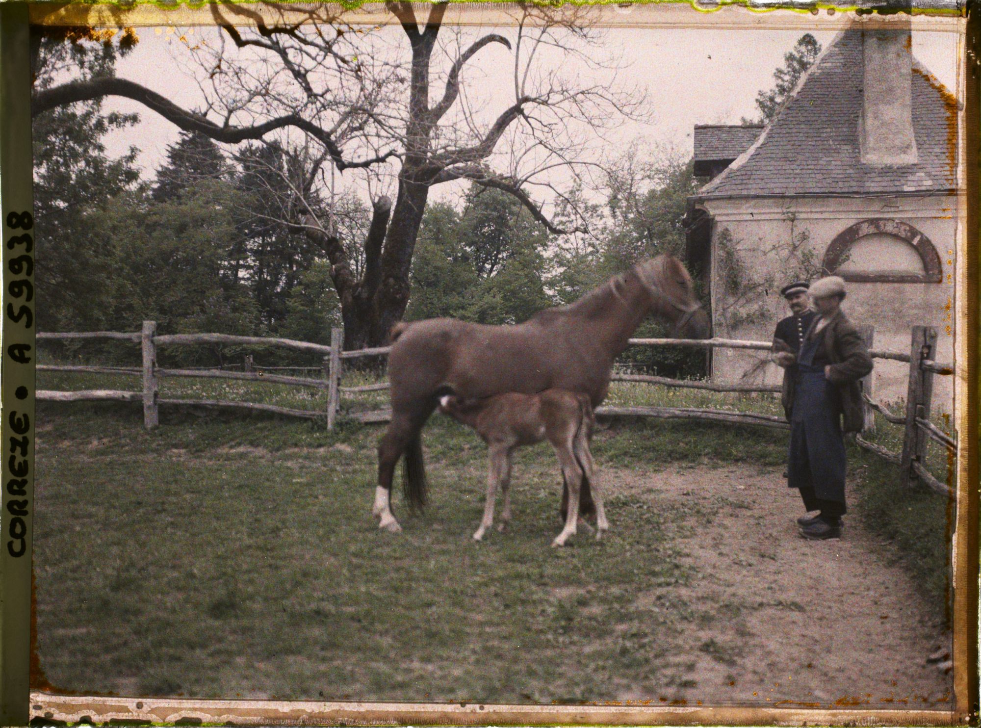 Image représentant Une jument allaitant son poulain à la jumenterie du château de la Rivière