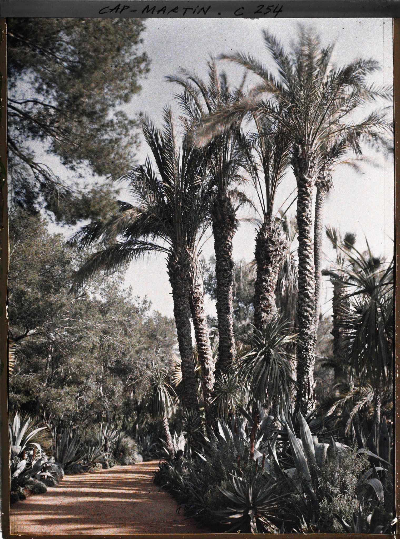 Image représentant Cap-Martin - Le Jardin