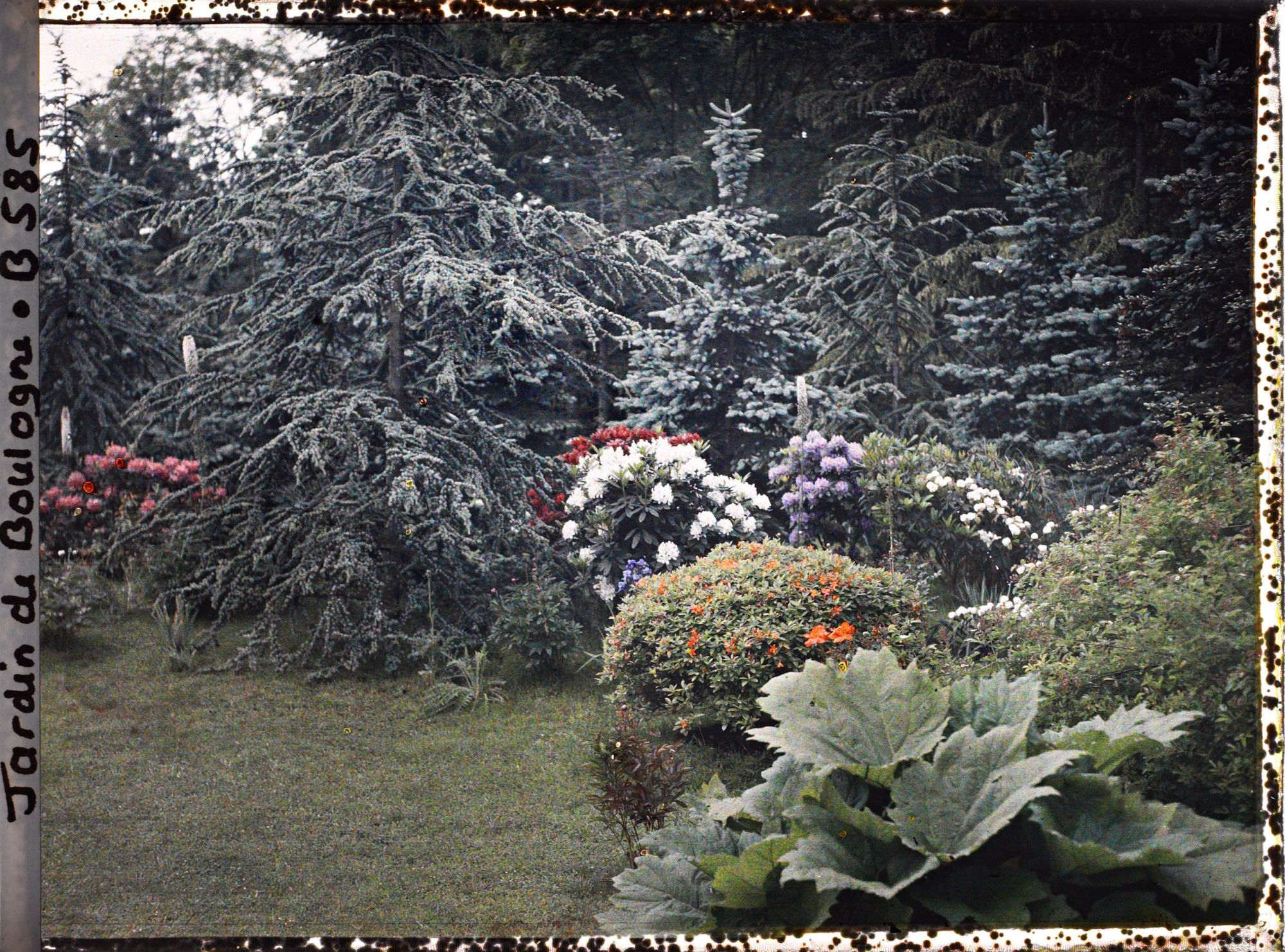 Image représentant forêt bleue et une partie du marais