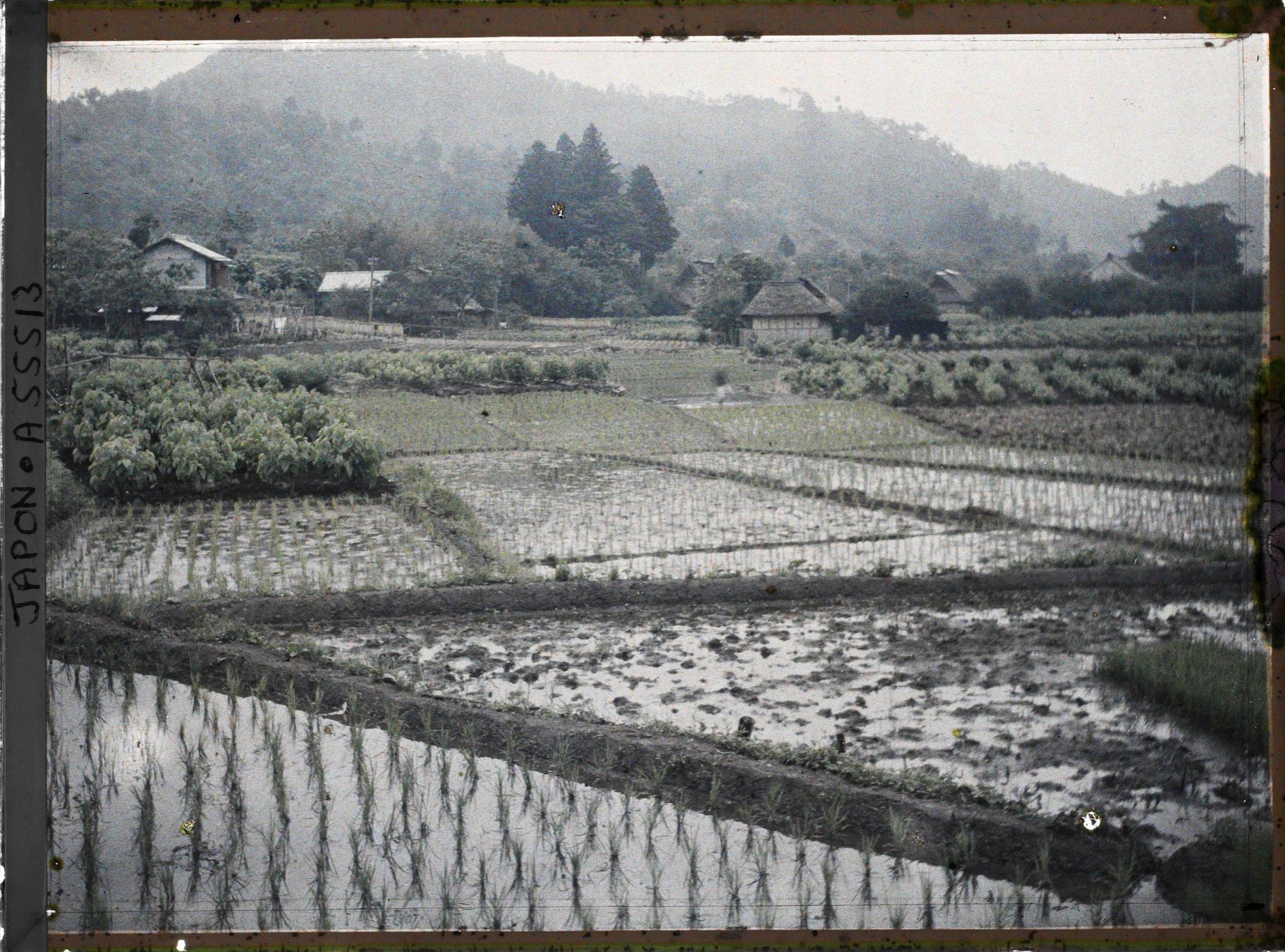 Image représentant Rizières récemment repiquées et mûriers