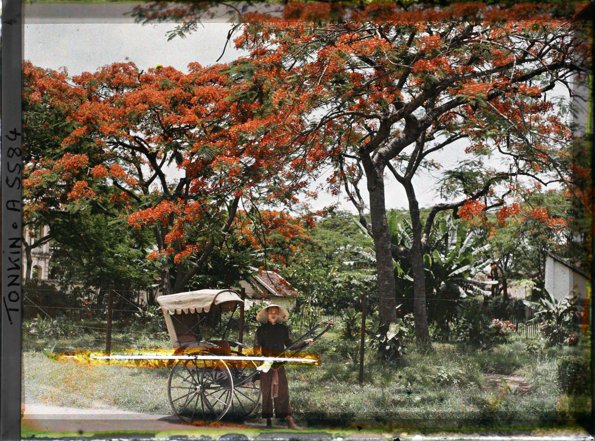 Image représentant Des flamboyants et un pousse-pousse, dans " l'avenue Général Bichot "