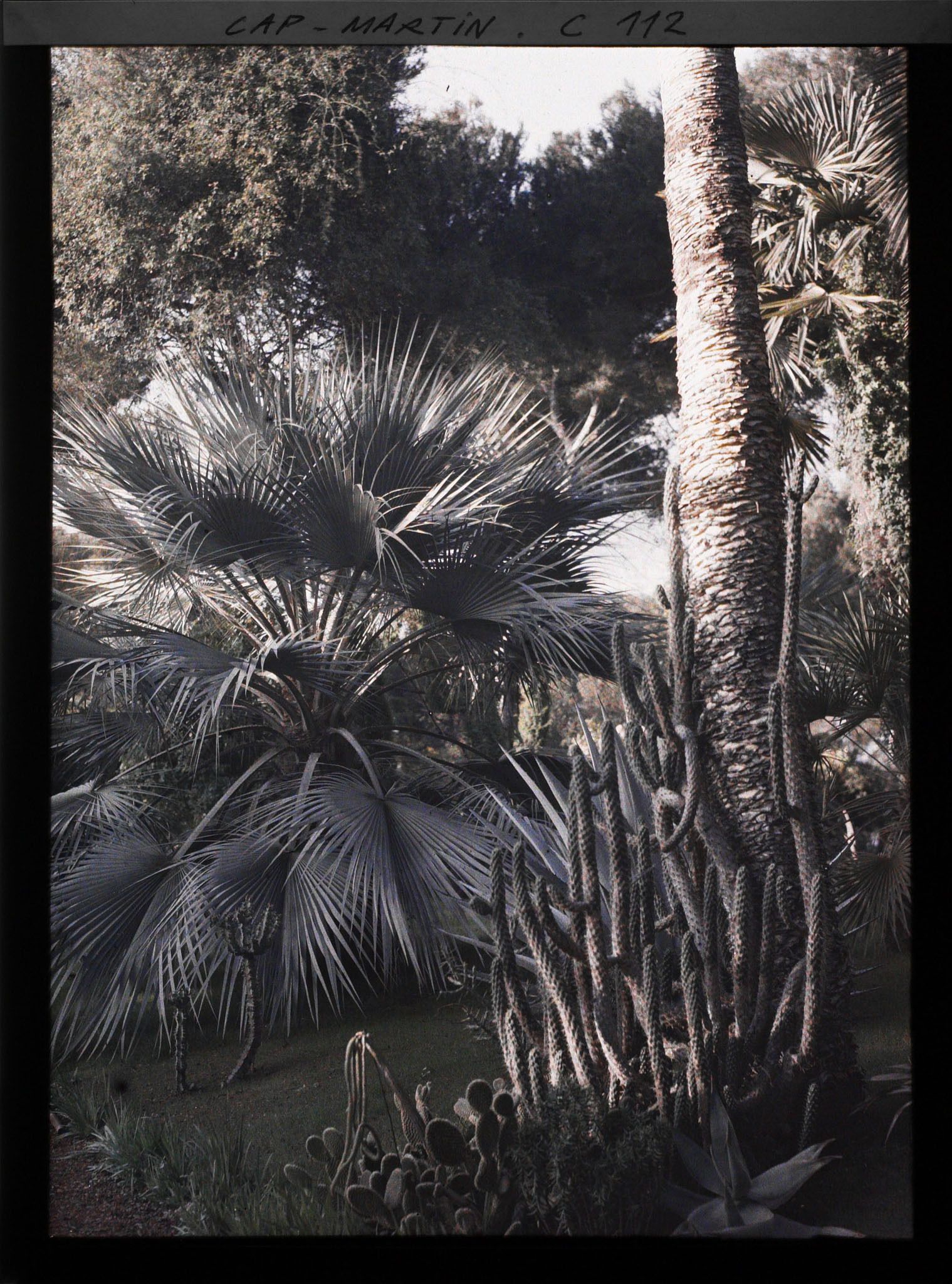 Image représentant Le jardin de l'Impératrice Eugénie
