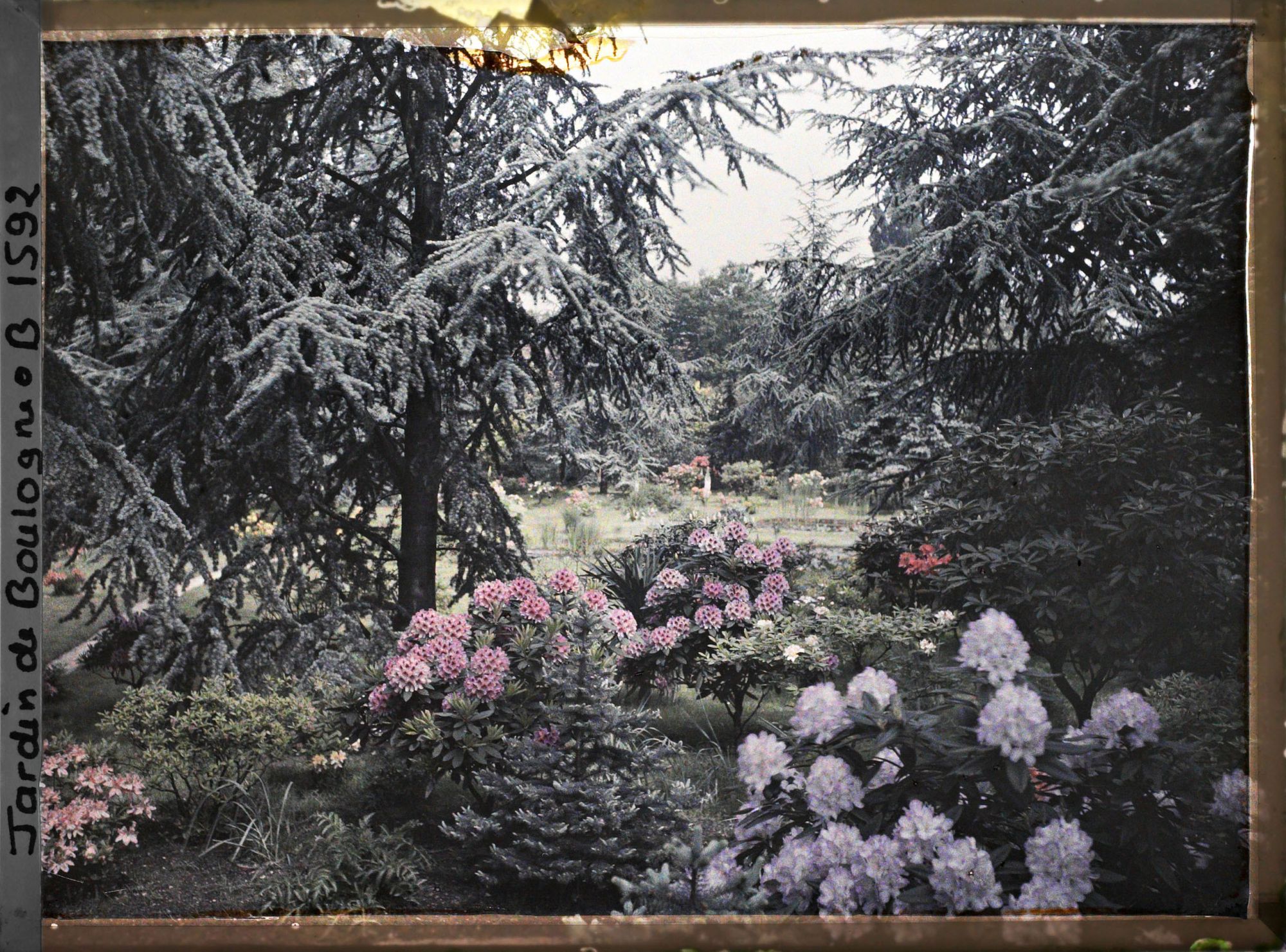 Image représentant La forêt bleue, à l'arrière-plan le marais