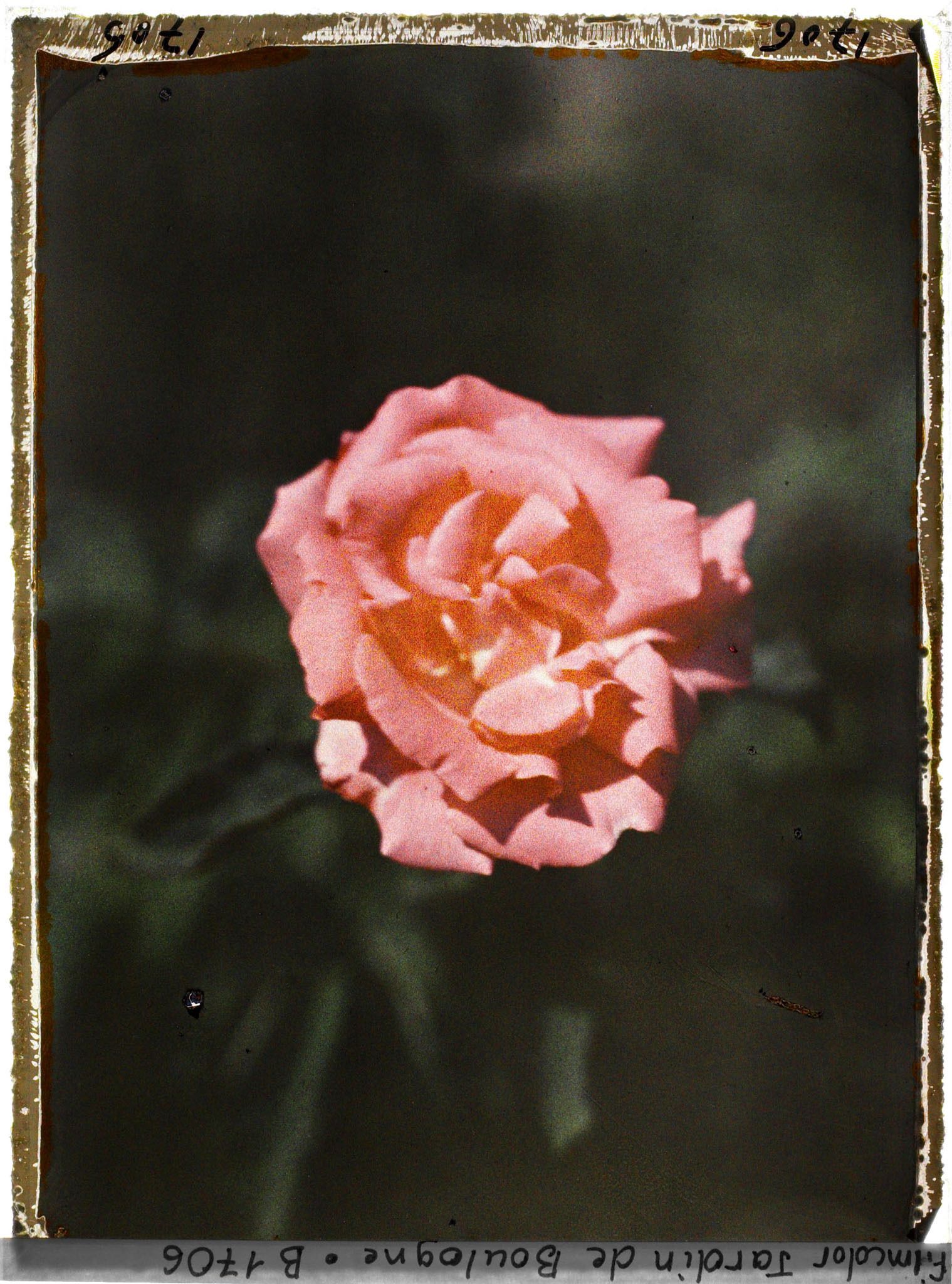Image représentant Rose d'un rose orangé soutenu
