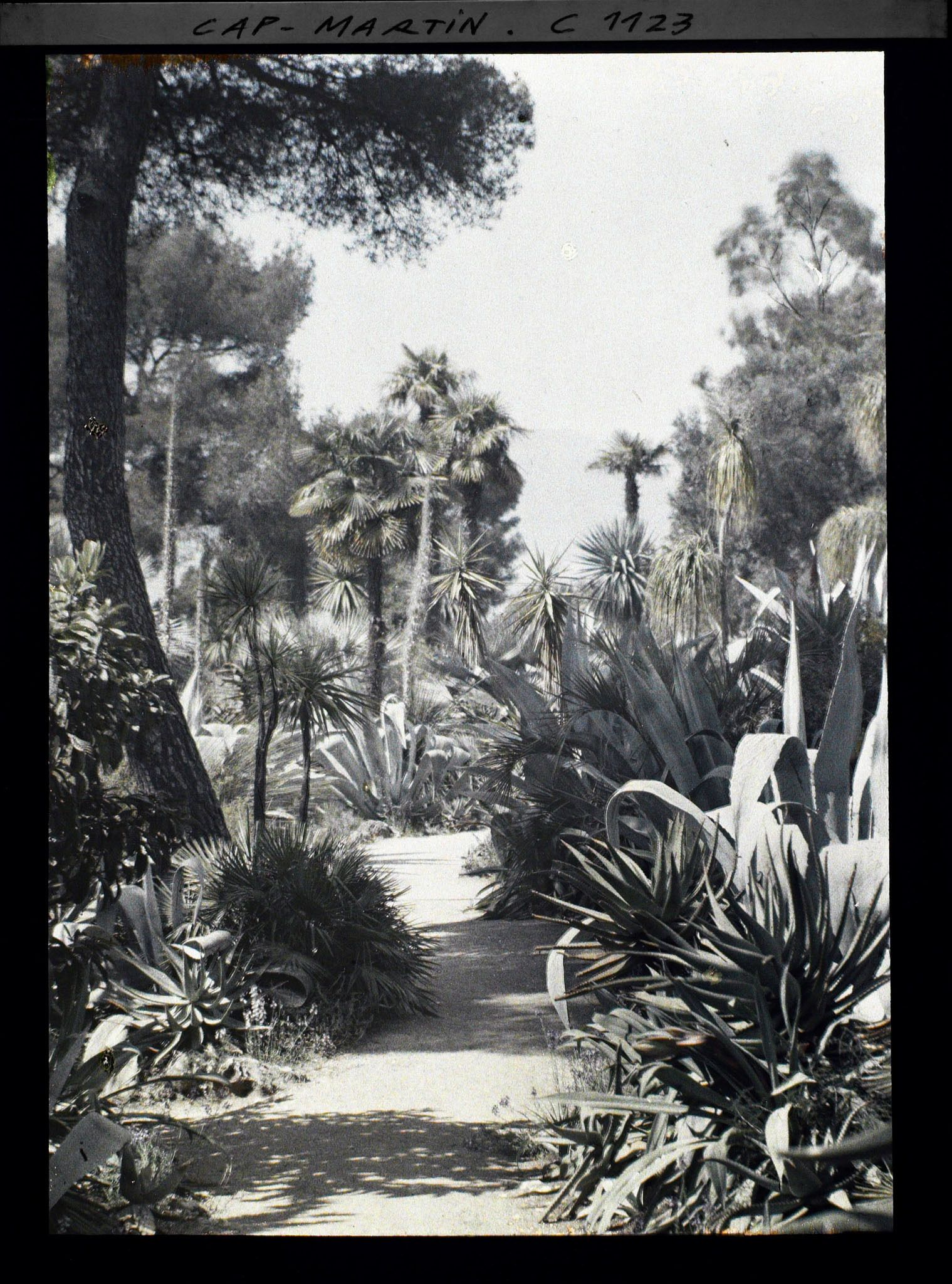 Image représentant le Jardin