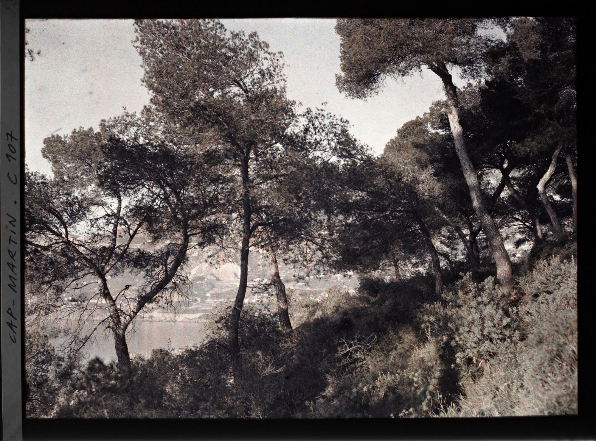 Image représentant Le jardin de la Villa Cyrnos