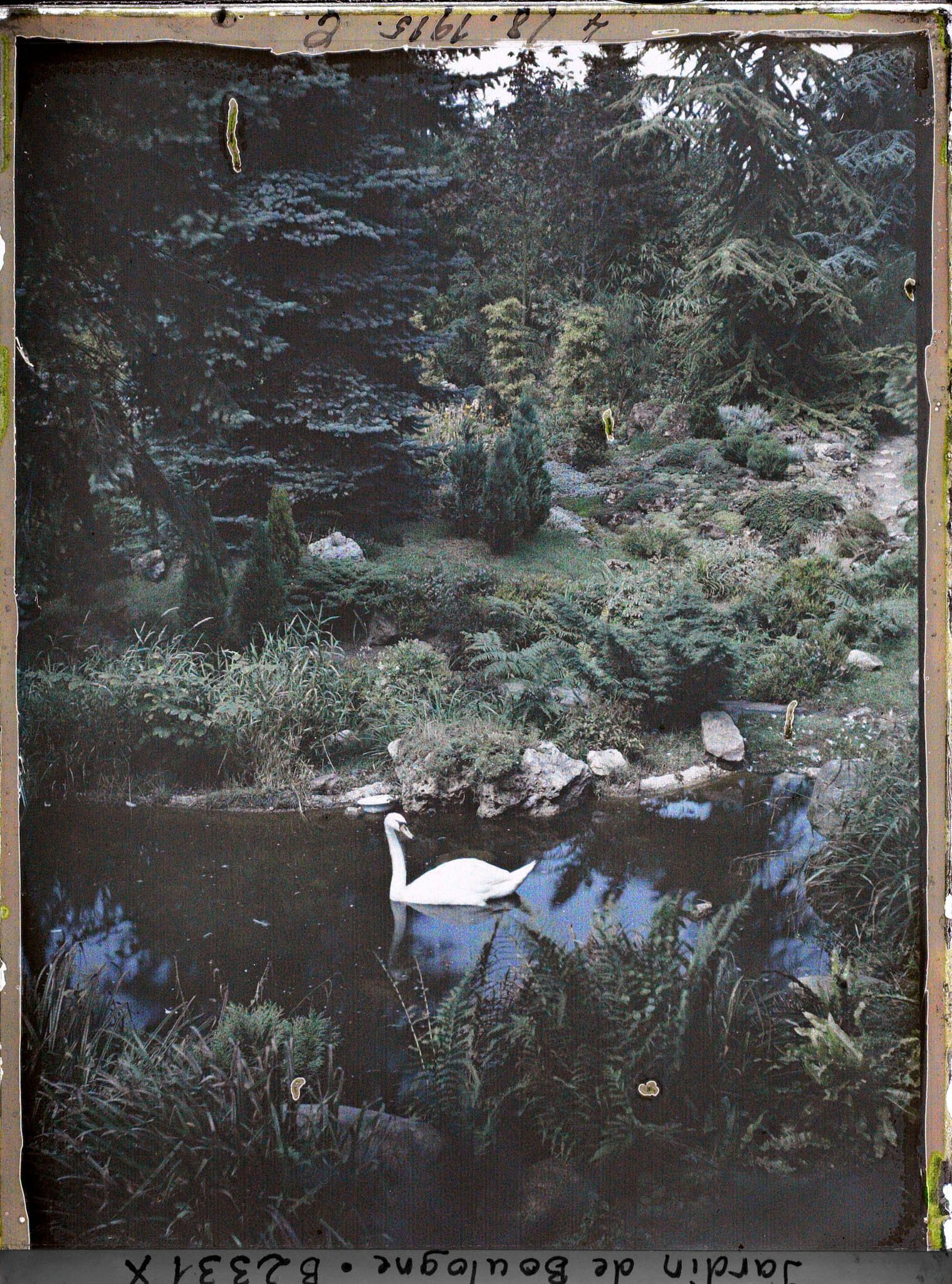 Image représentant Cygne se promenant sur une pièce d'eau du " sanctuaire japonais " située non loin du temple shinto