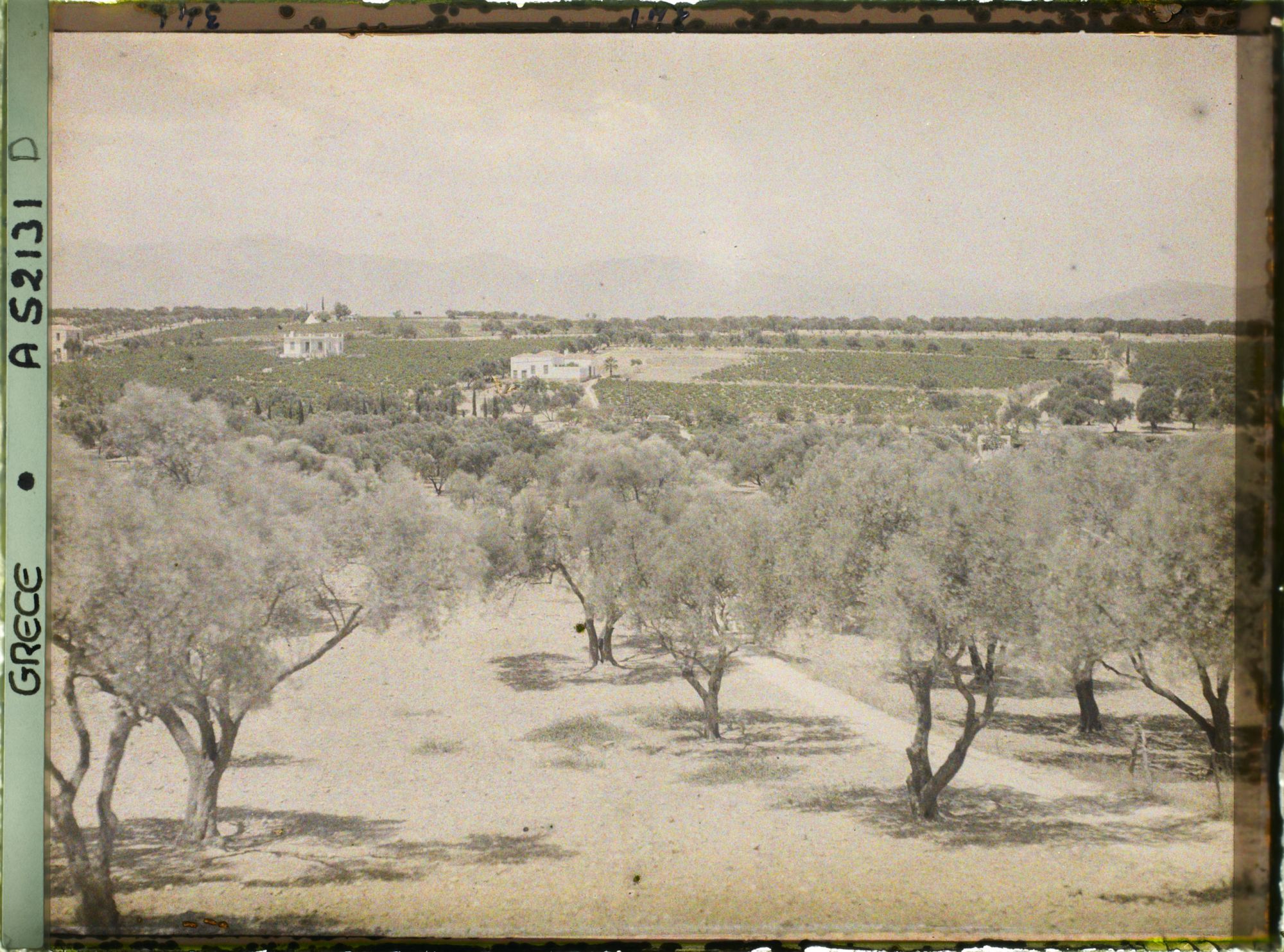 Image représentant Plantations d'oliviers et villas
