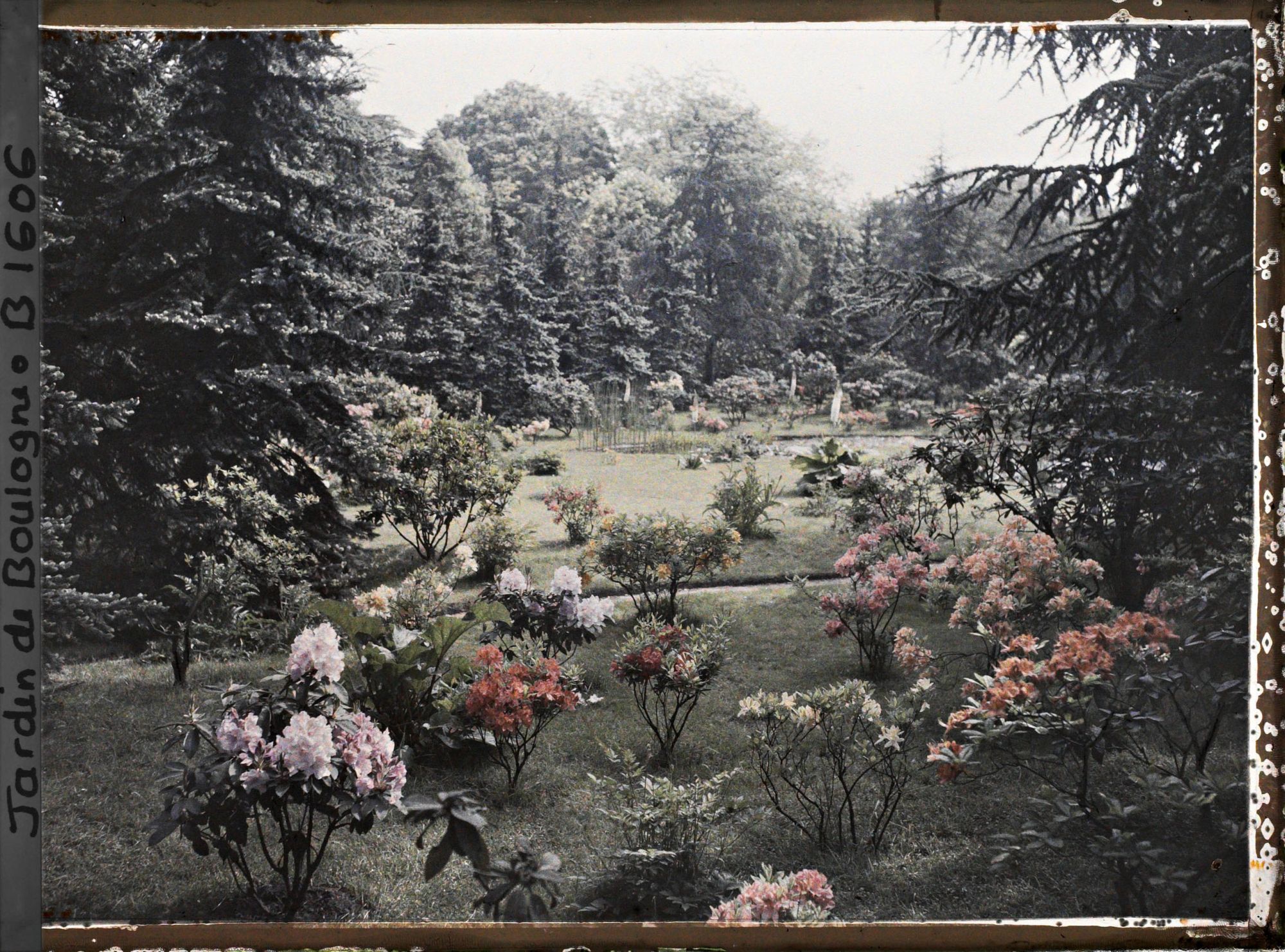 Image représentant Azalées et rhodos dans la forêt bleue